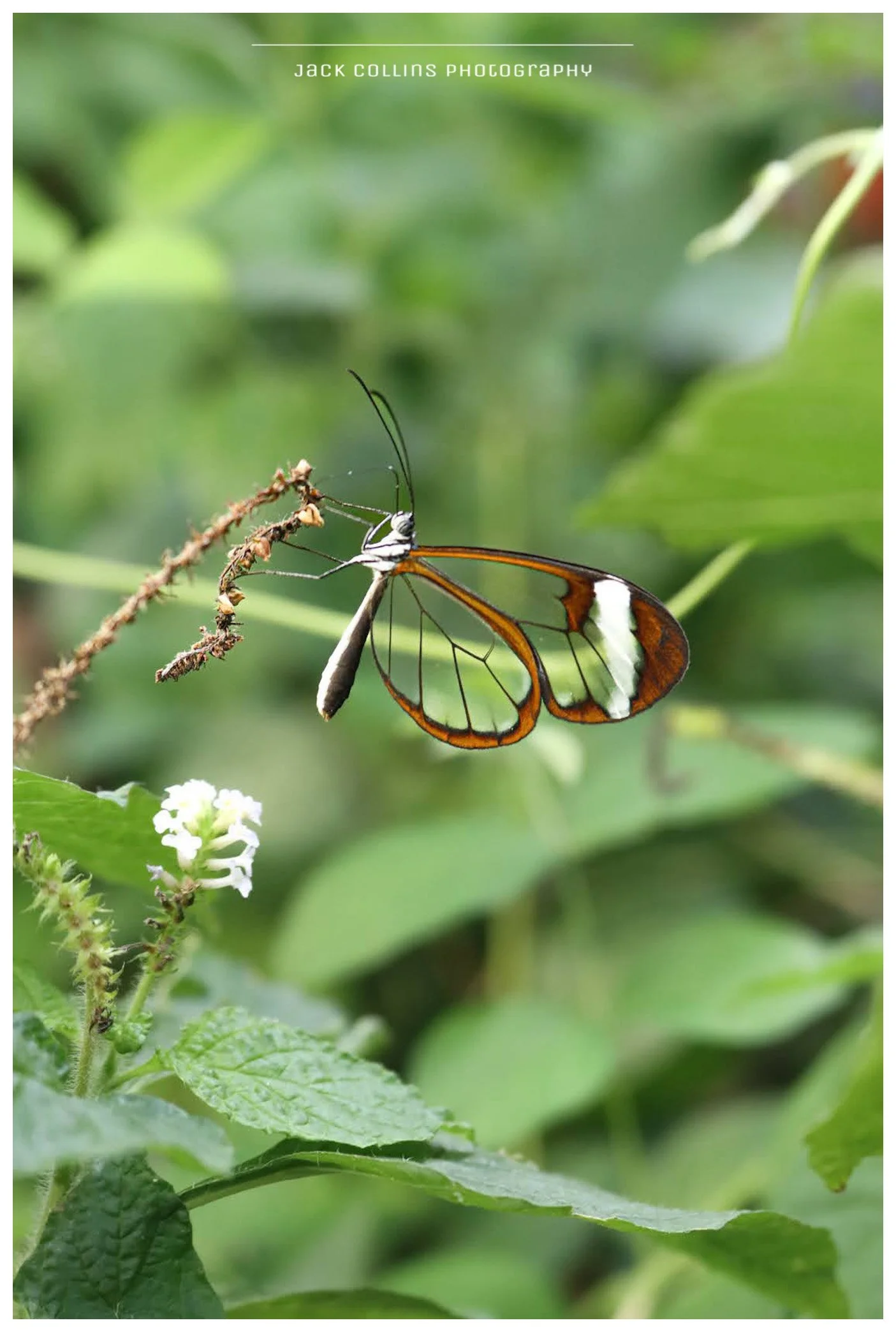 A butterfly with intricately patterned wings perched on a plant stem among green leaves and white flowers, with a blurred green background.
