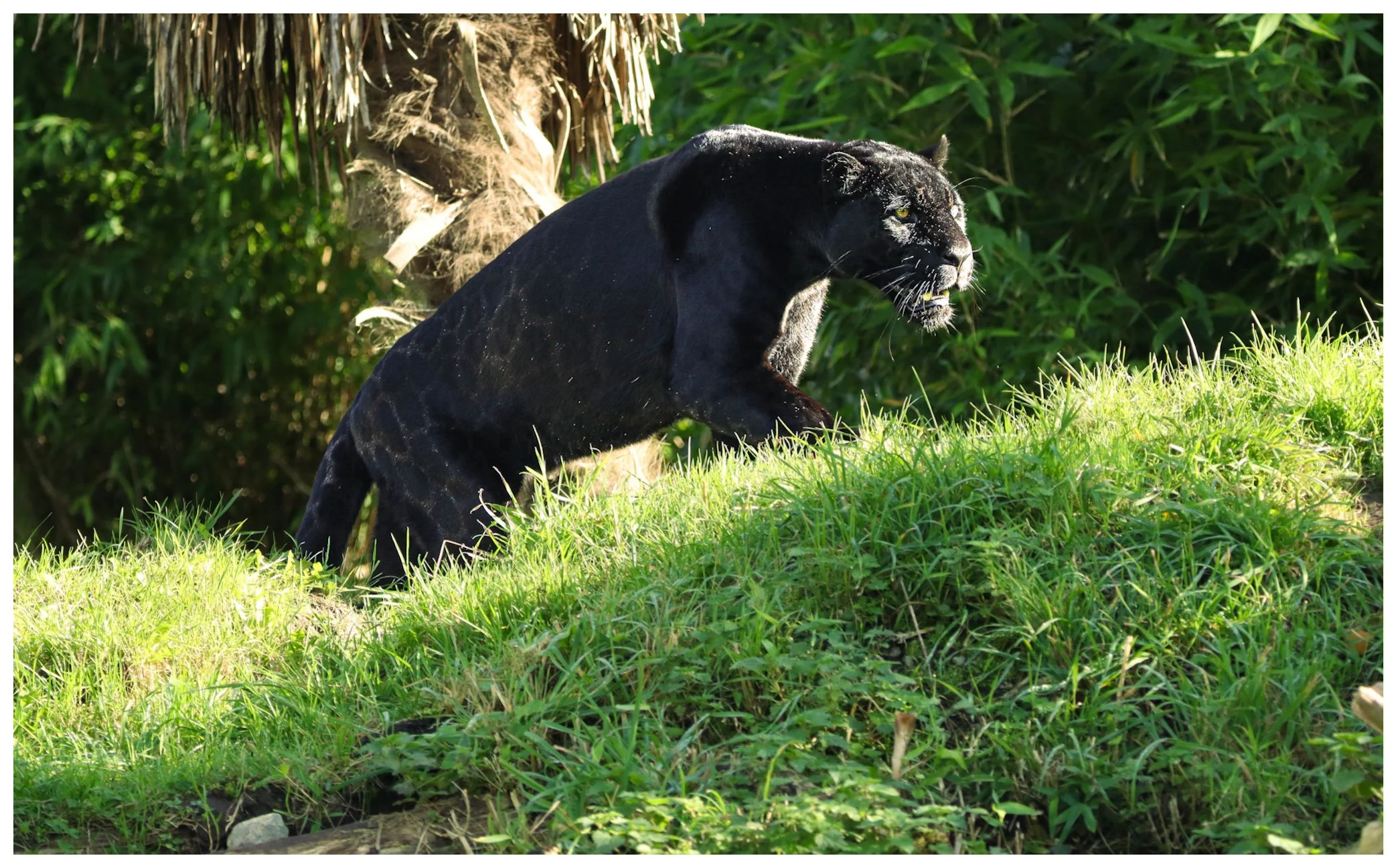 A black panther moving through green grass and foliage in a jungle environment.