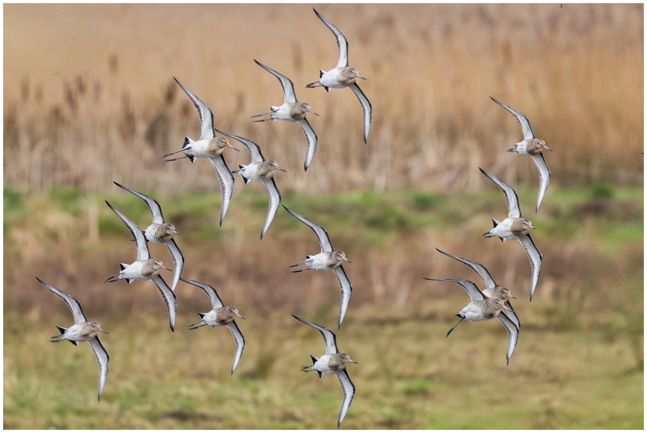 A flock of shorebirds flying low over a marshy area with brown and green vegetation in the background.