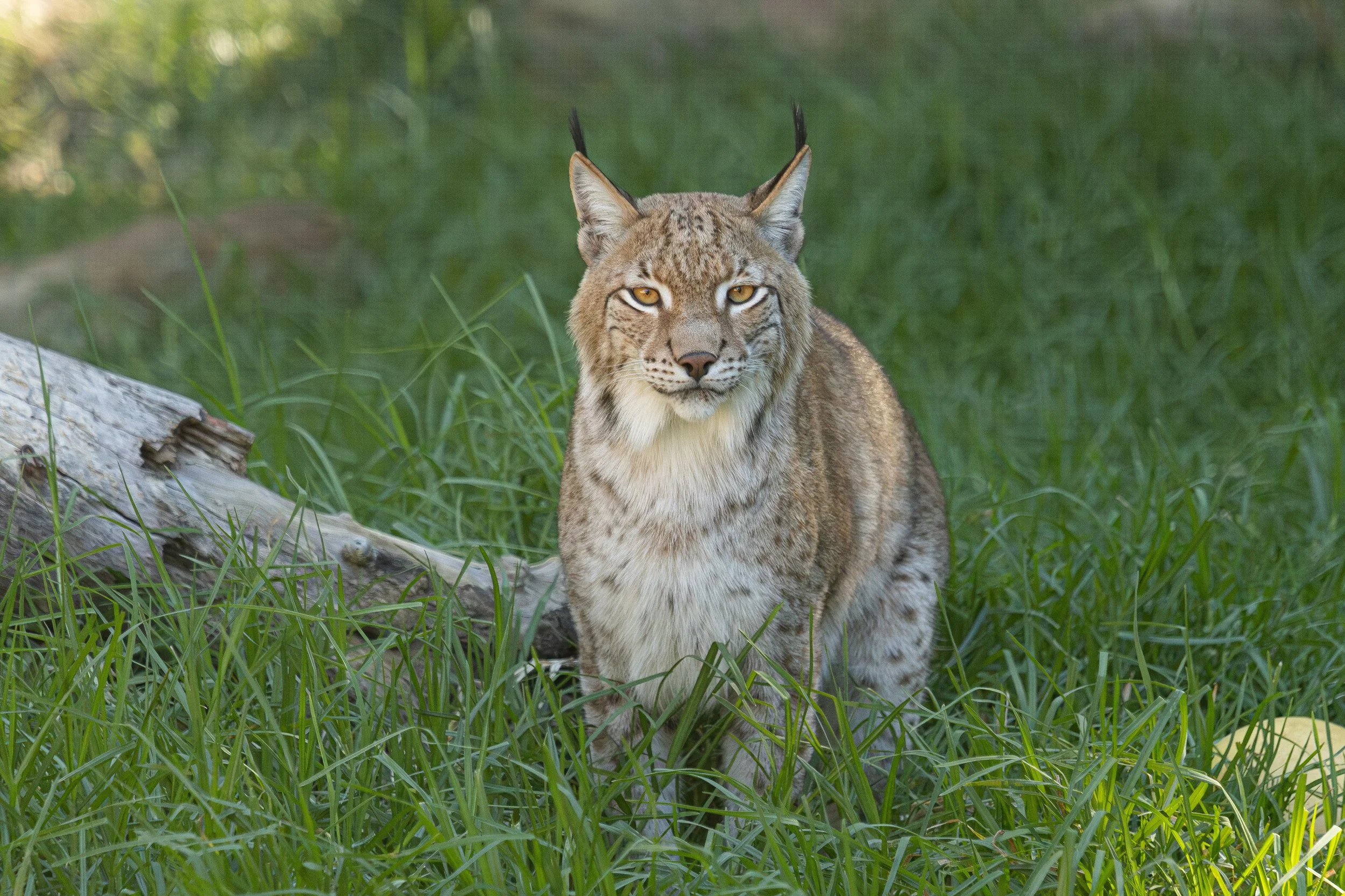 A Eurasian lynx sitting in tall green grass with a fallen tree branch nearby, looking directly at the camera with an intense gaze, in a natural outdoor setting.