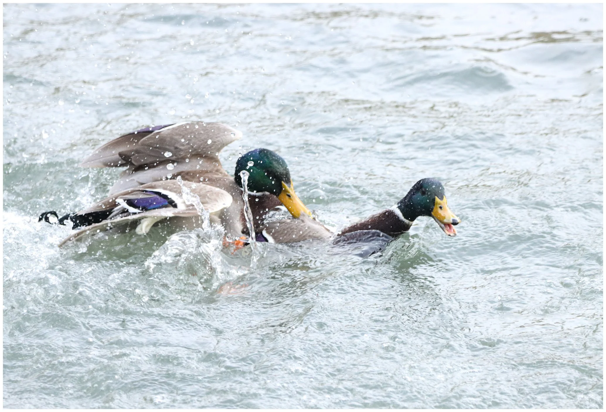 Two ducks fighting in the water, splashing and pushing each other.