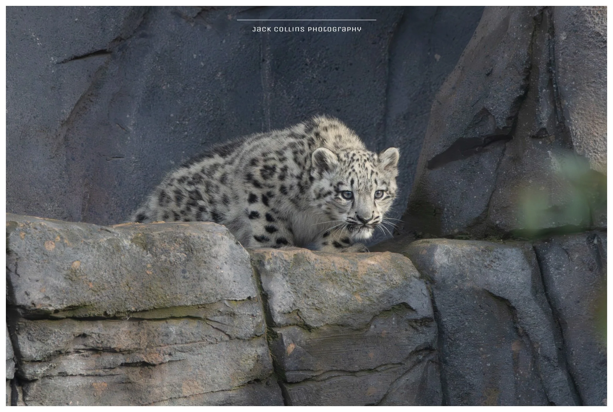 A snow leopard cub resting on rocky terrain with dark rock background.