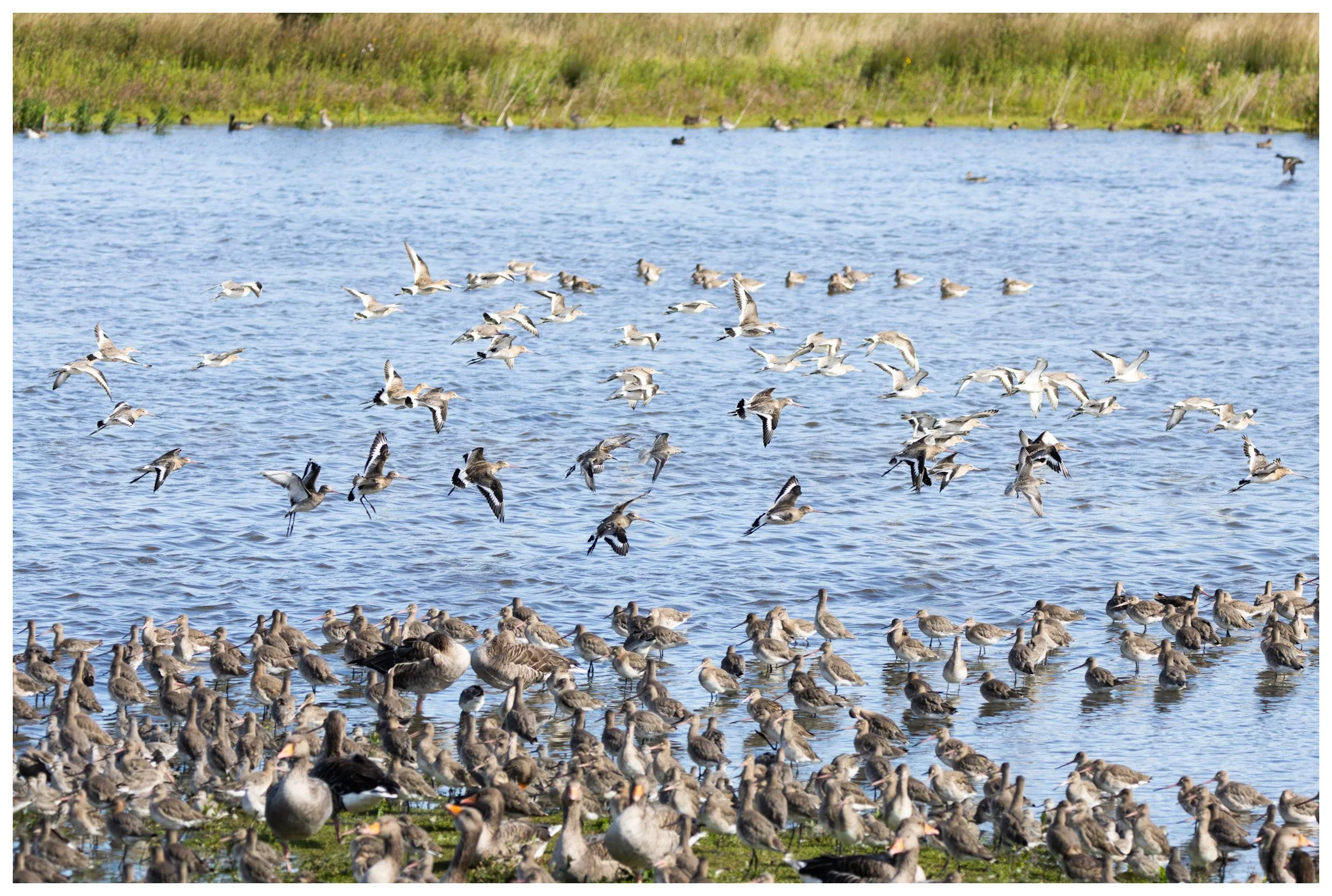 A large flock of ducks, some flying and others resting on the water and grassy shore, in a calm body of water with green marshy grass in the background.