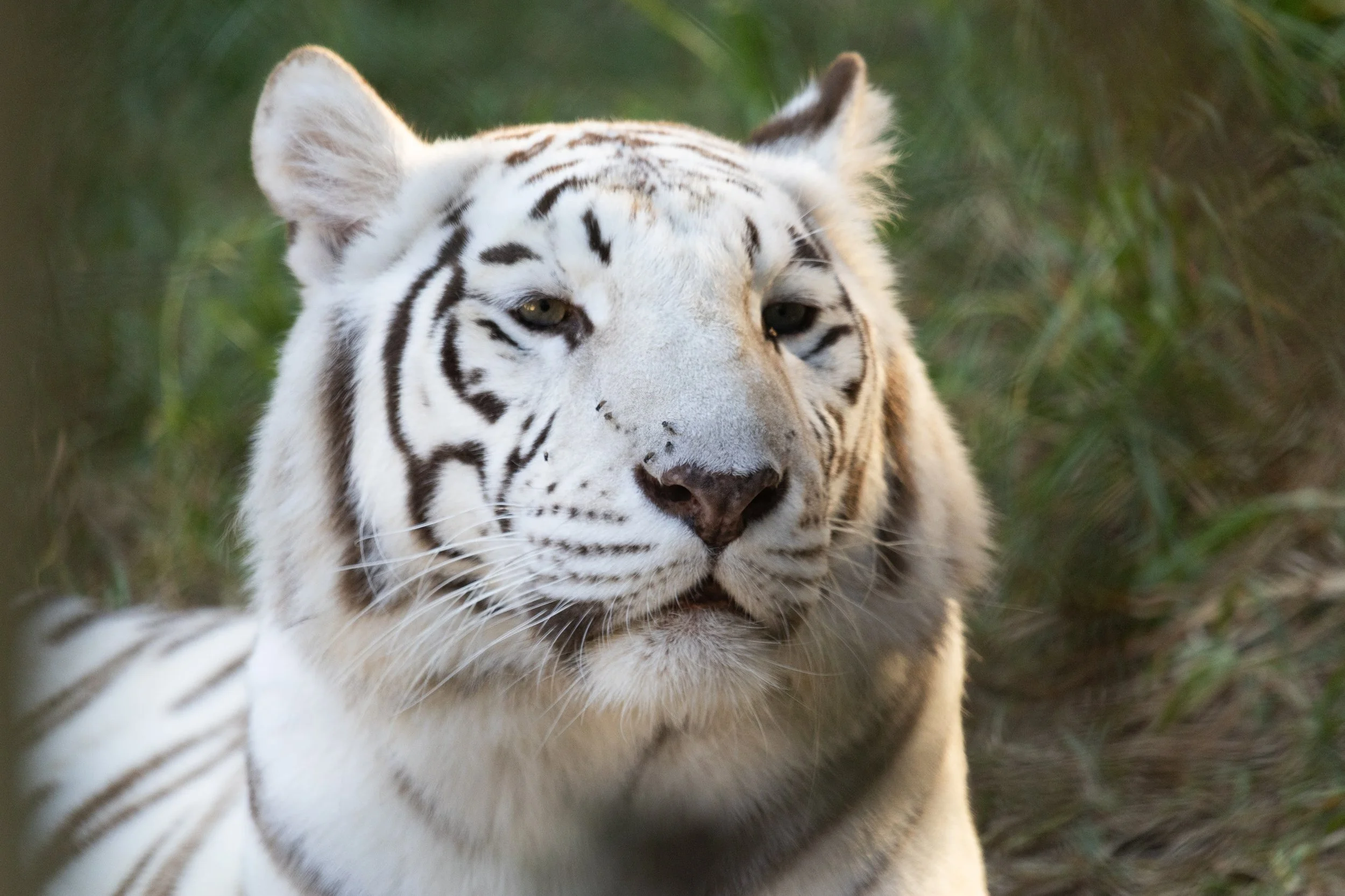 Close-up of a white tiger with black stripes looking forward, surrounded by green grass.