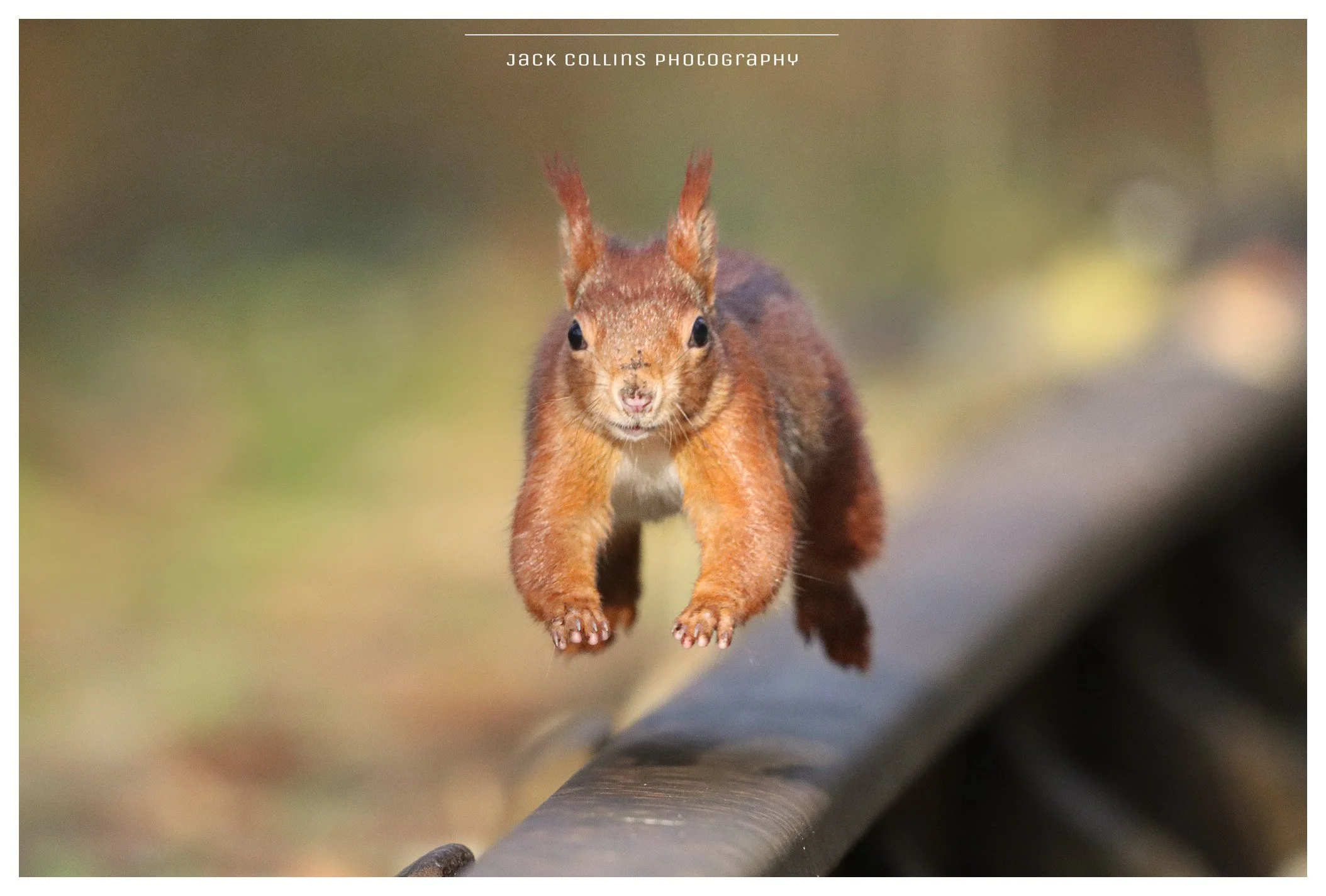 A squirrel running on a wooden rail, with a blurred green and brown background.
