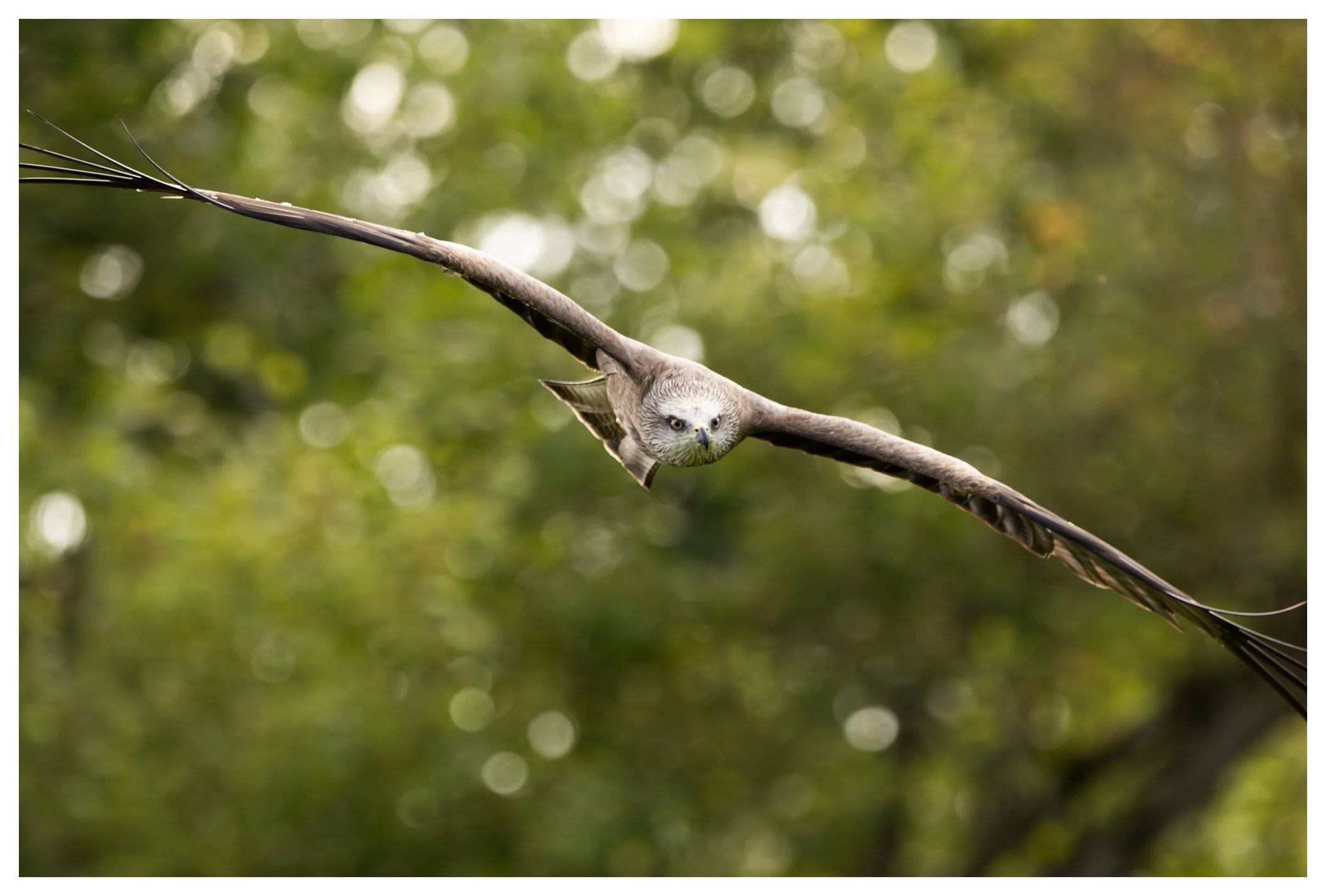 A bird with the body of a bird and the face of an owl, hanging upside down from a tree branch in a lush green forest.