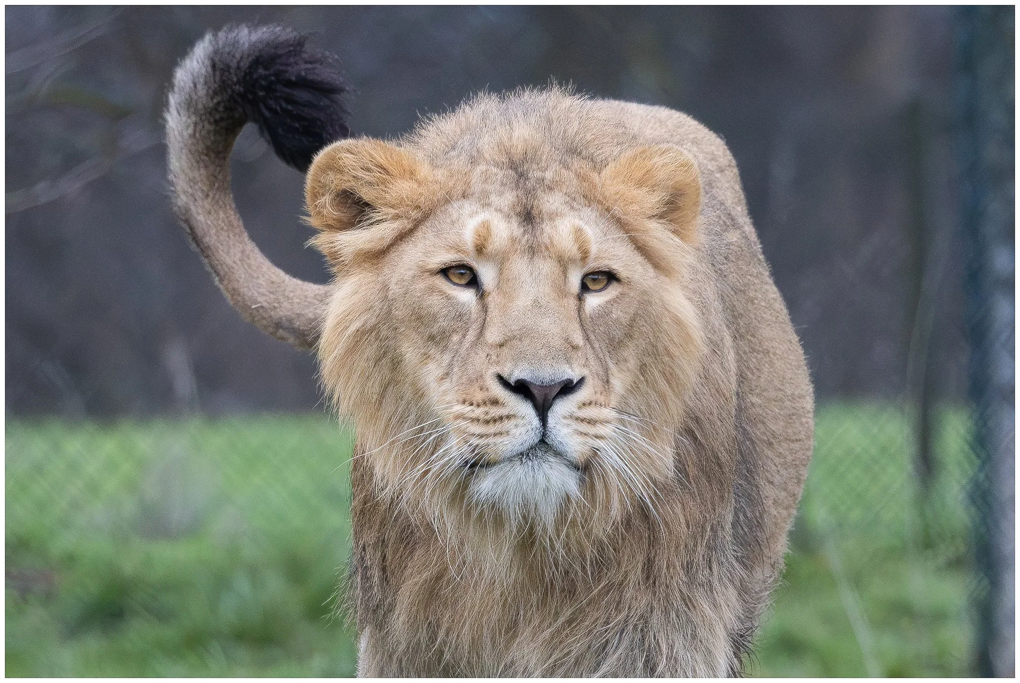 A close-up of a male lion walking towards the camera on a grassy area with a blurred background.