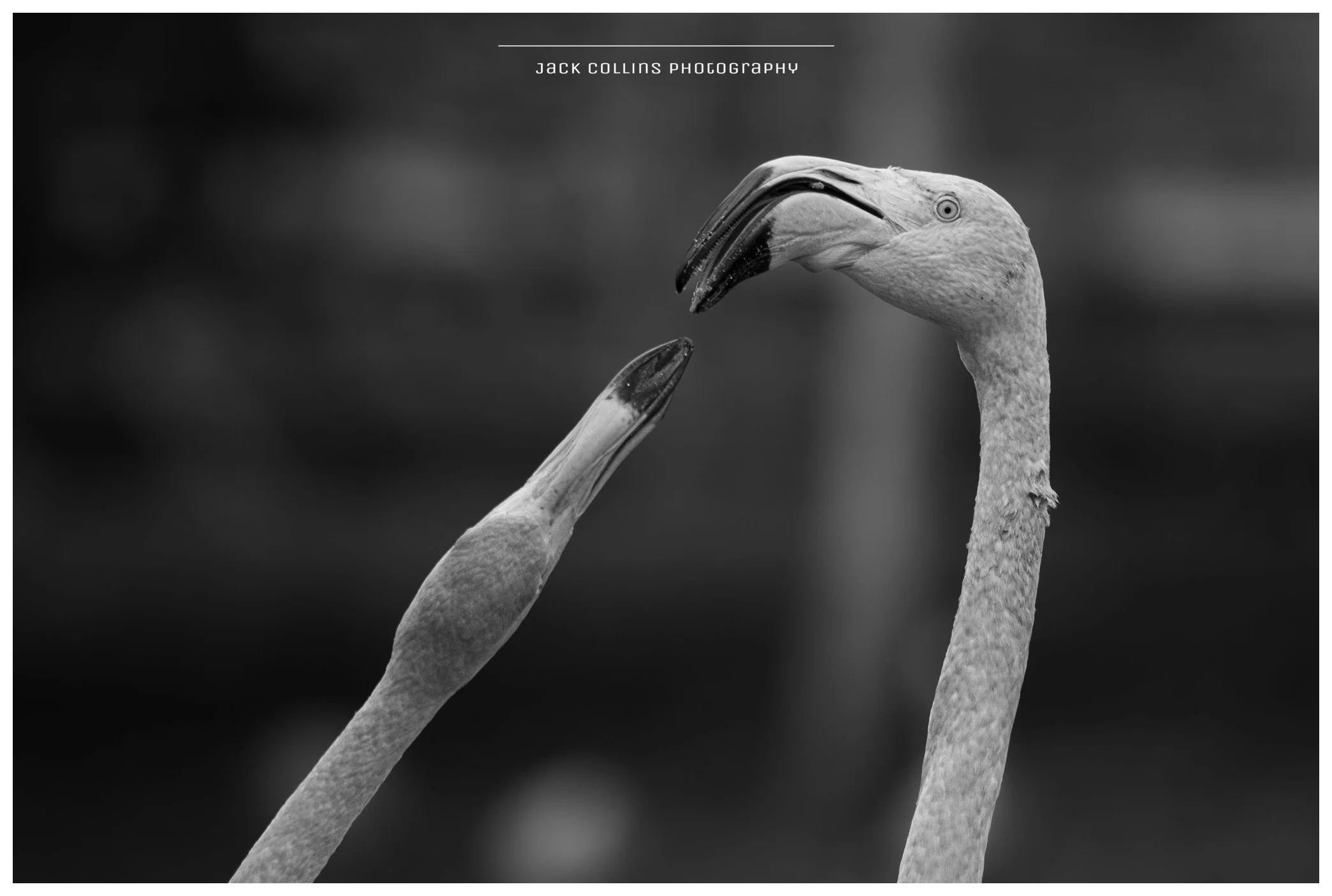 Black and white photo of two flamingos facing each other, with their beaks touching, on a blurred background. The photo is credited to Jack Collins Photography.