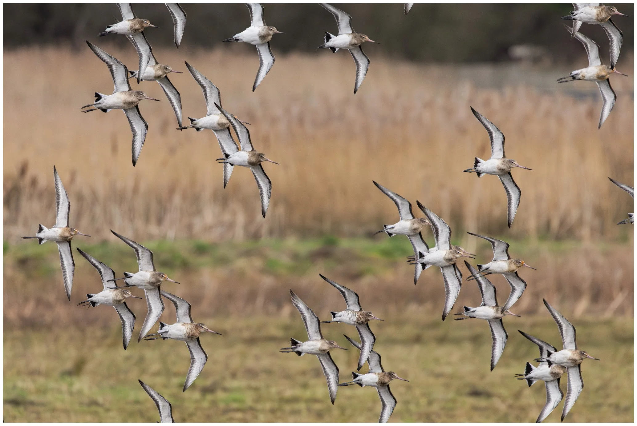 A flock of shorebirds flying over a grassy wetland with tall brown grasses in the background.
