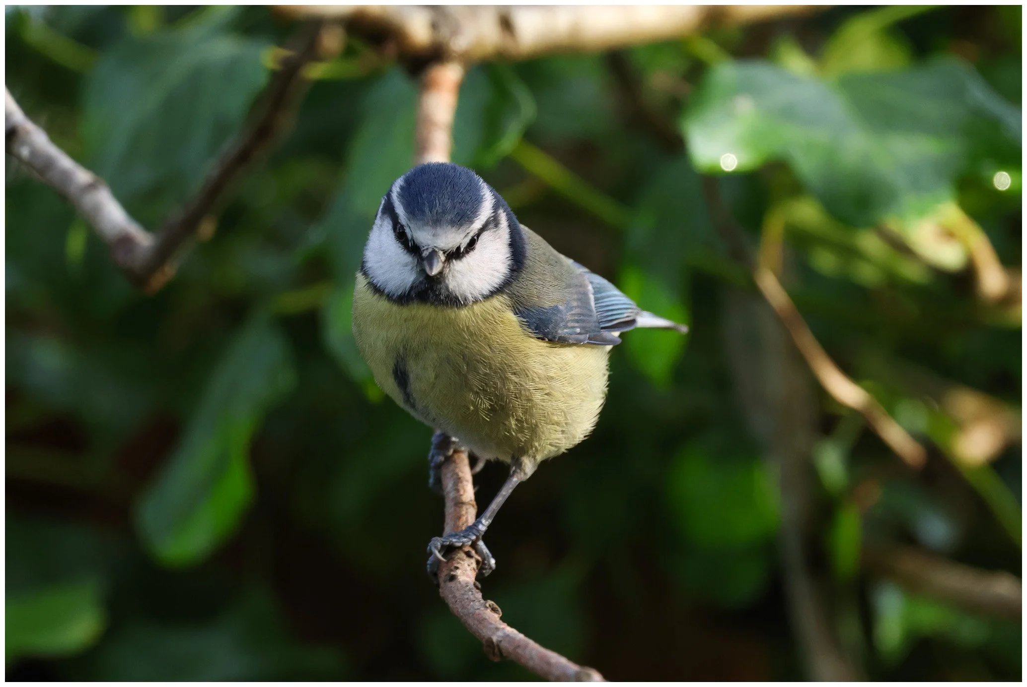 A small bird, a juvenile blue tit, perched on a thin branch amidst green foliage.