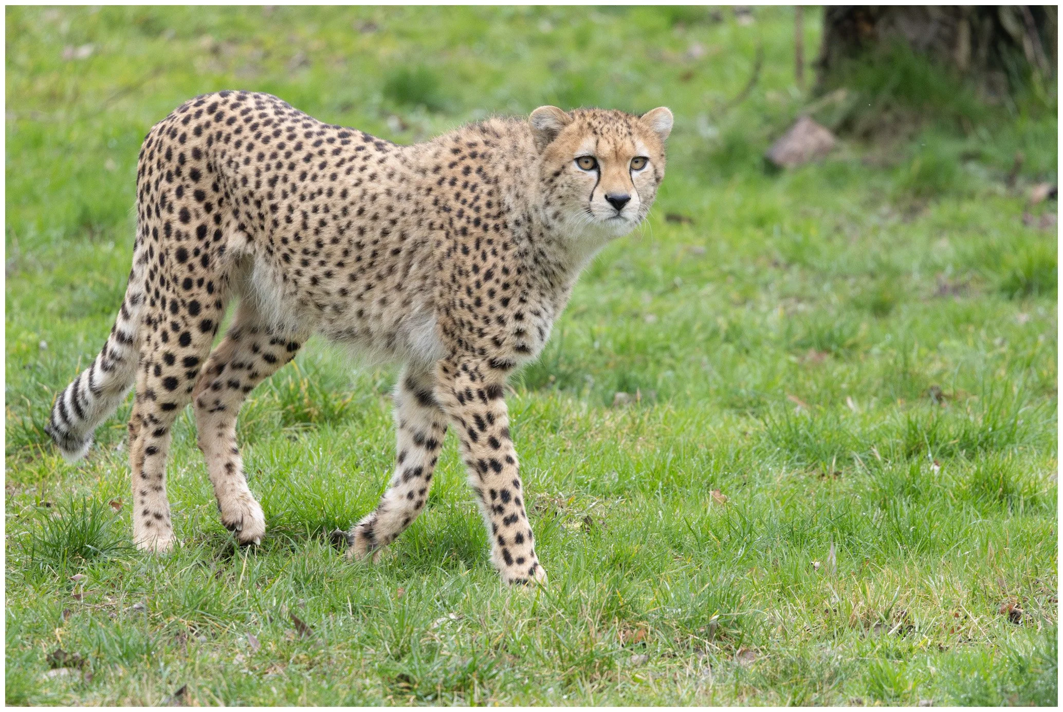 A cheetah walking on green grass in a natural setting.