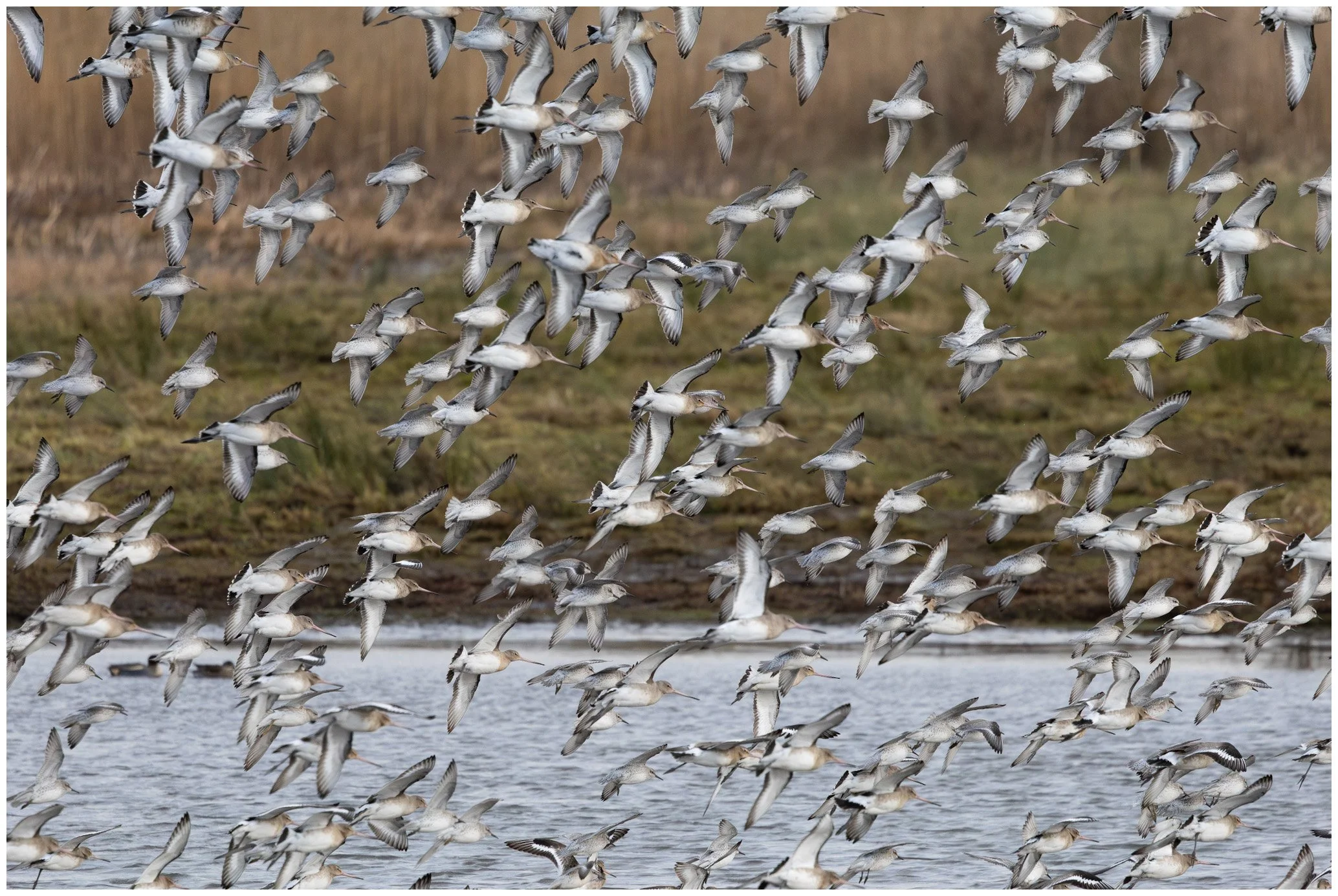 A large flock of birds flying over a body of water near a grassy area with dry vegetation in the background.