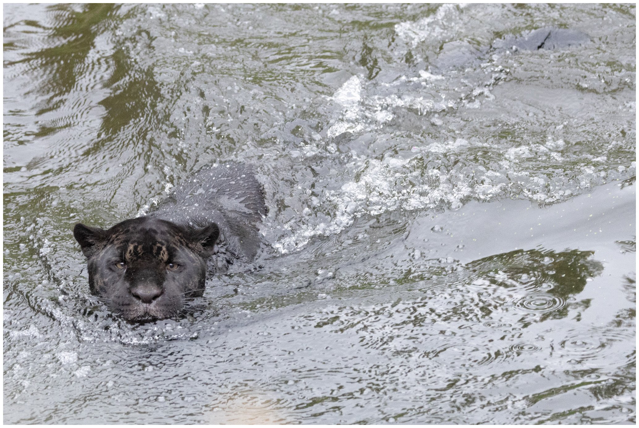 A black panther swimming in water, with only its head and part of its back visible above the water's surface.