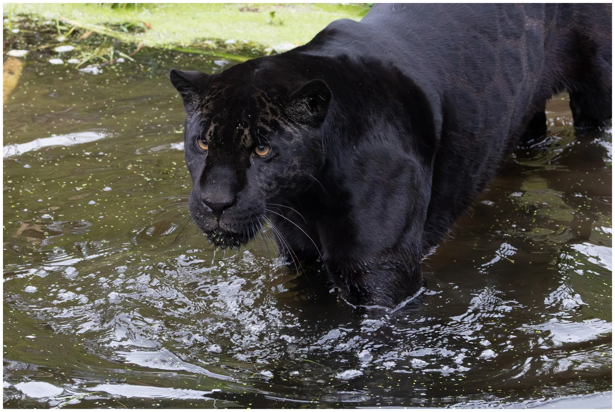 A black panther walking through shallow water, looking intently ahead.