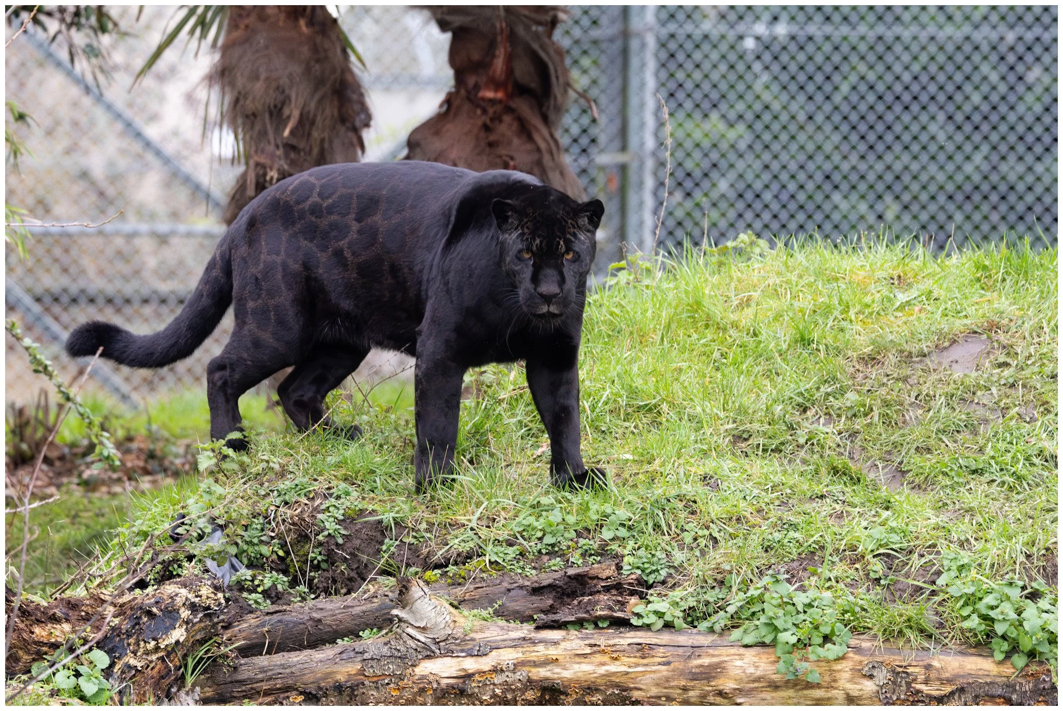 A black panther with a muscular build and dark, spotted fur standing on a grassy enclosure with a chain-link fence in the background.