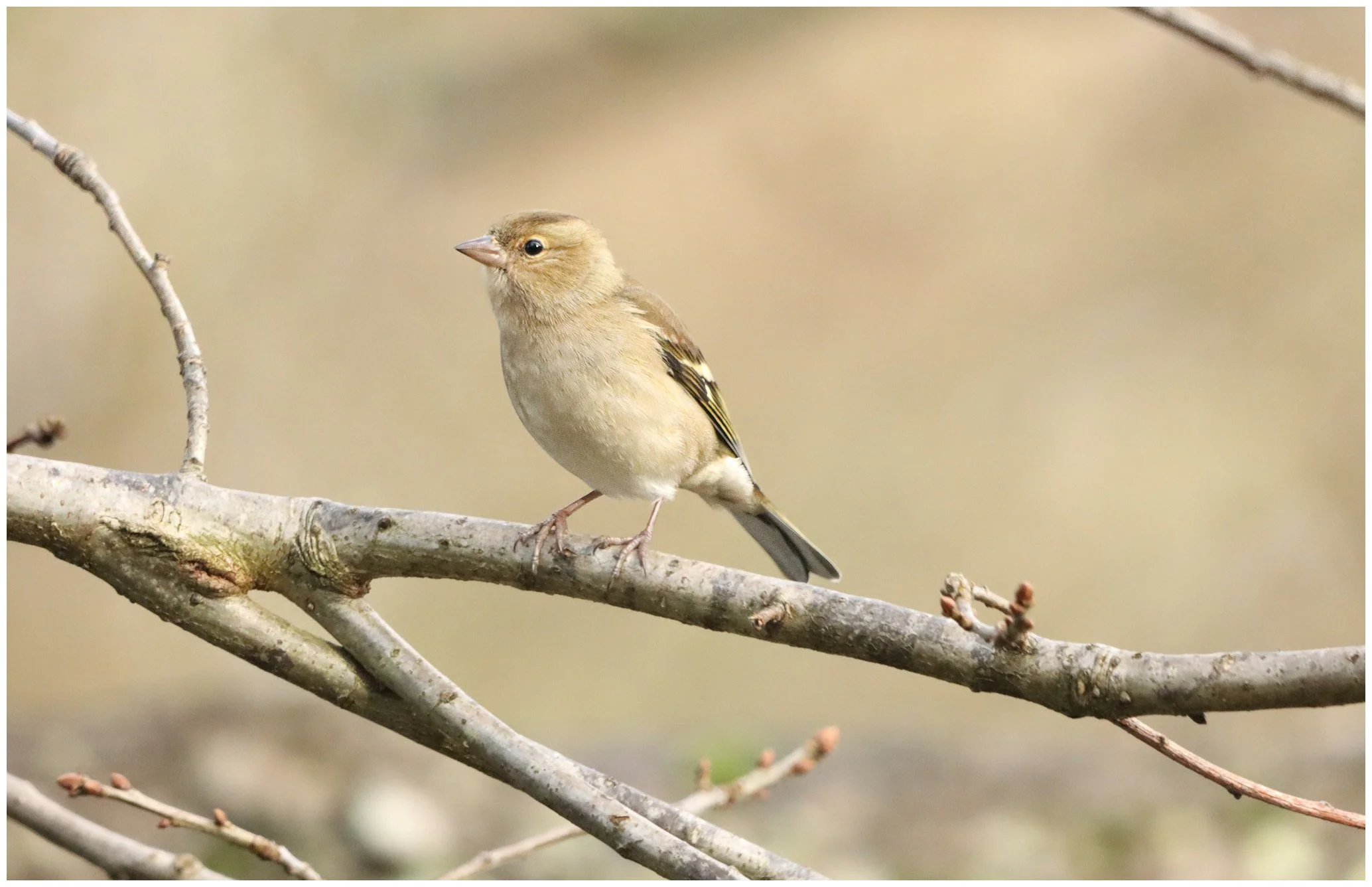 A small bird with beige and black markings perched on a thin branch against a blurred background.