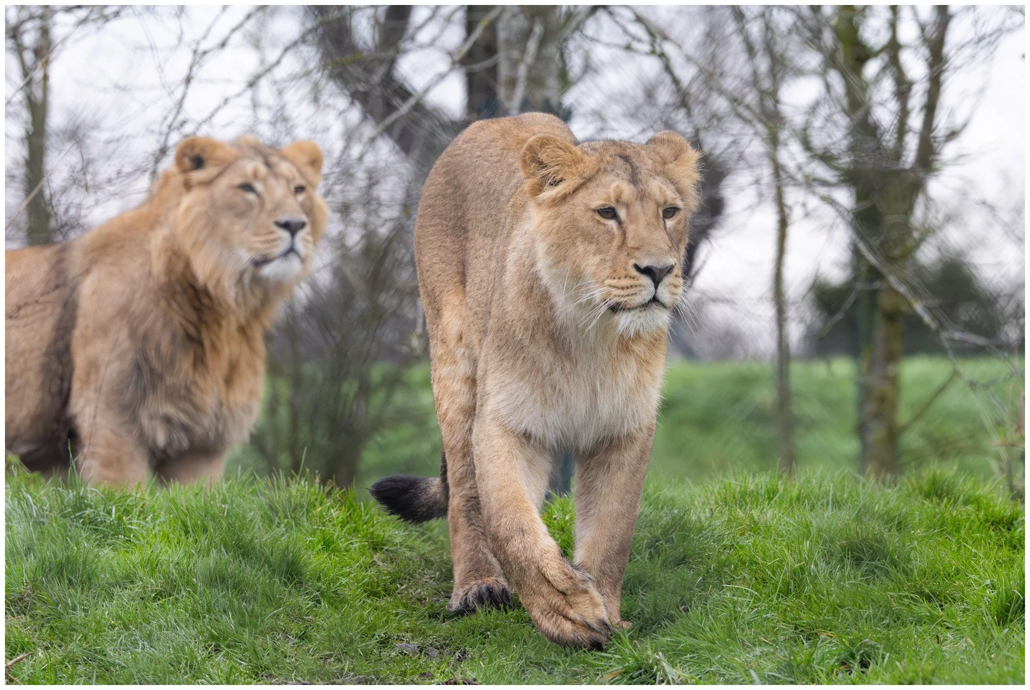 Two lions walking on grassy terrain with bare trees and cloudy sky in the background