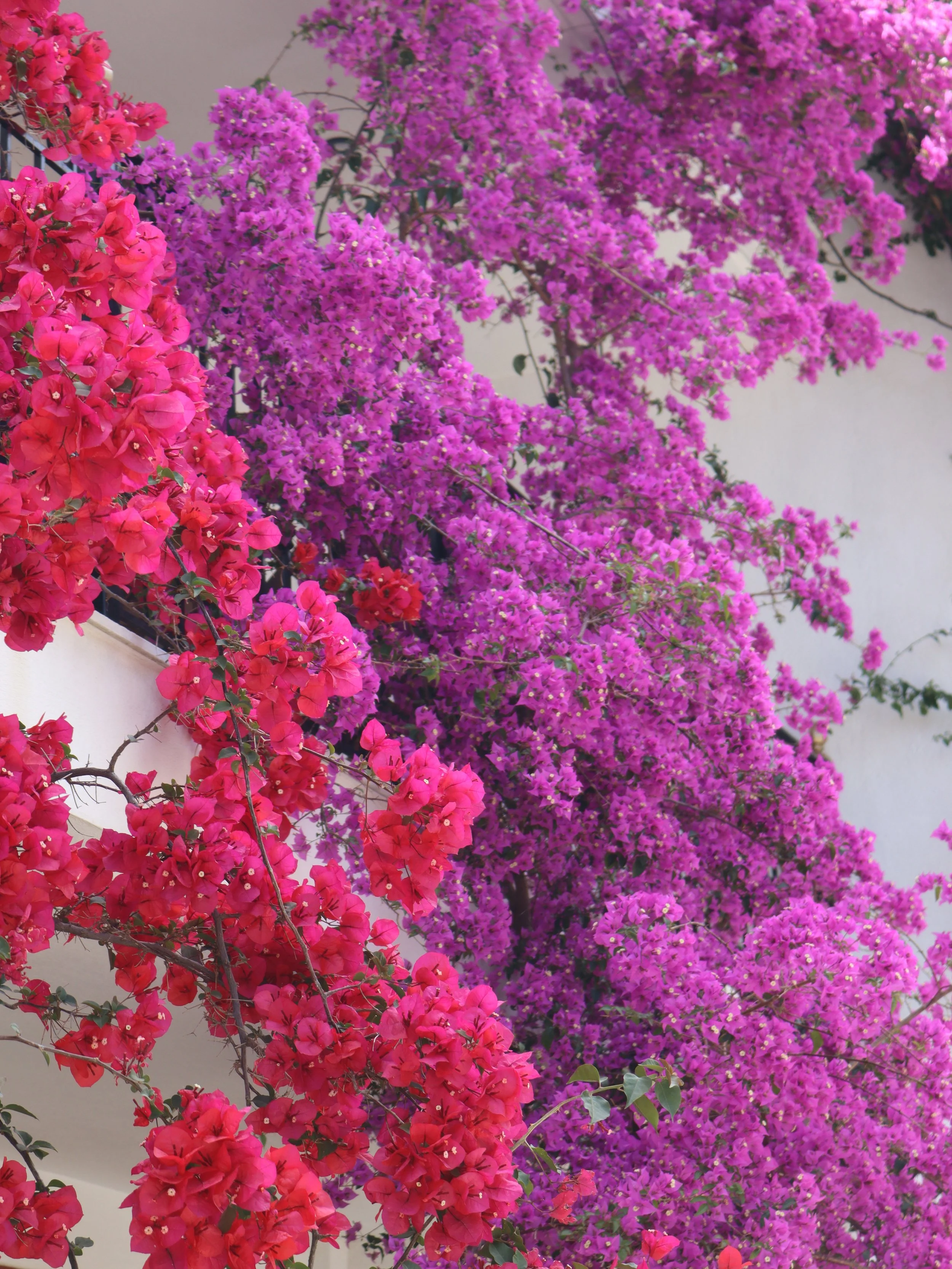 Pink and purple bougainvillea flowers climbing a wall.