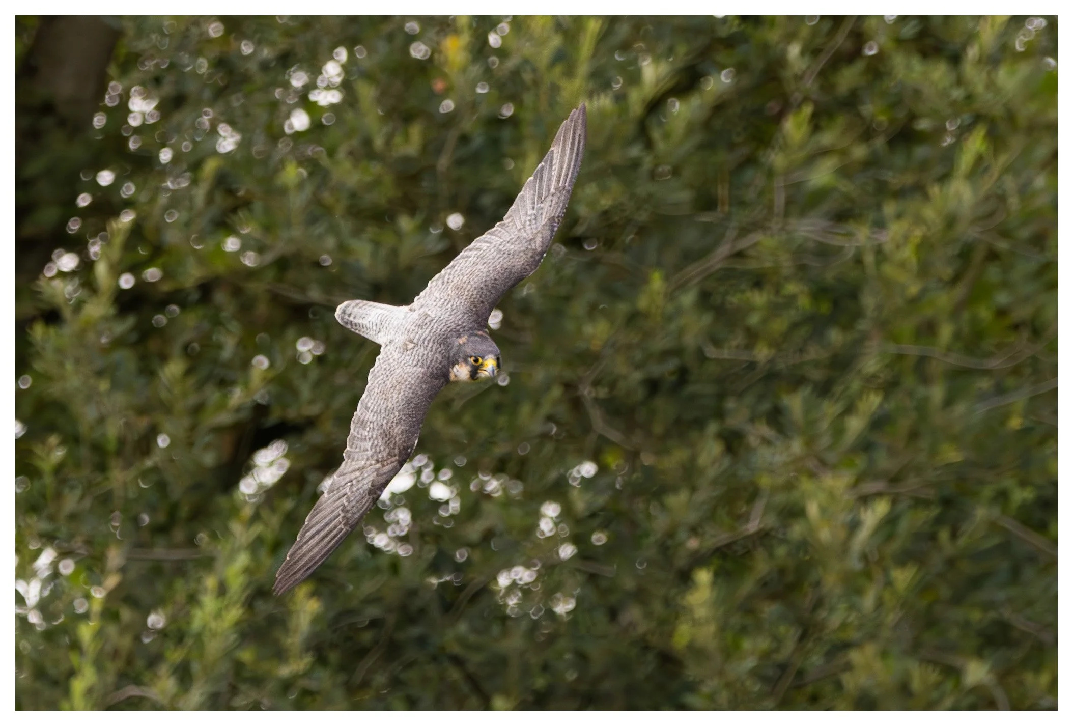 A peregrine falcon in flight against a blurred green foliage background.