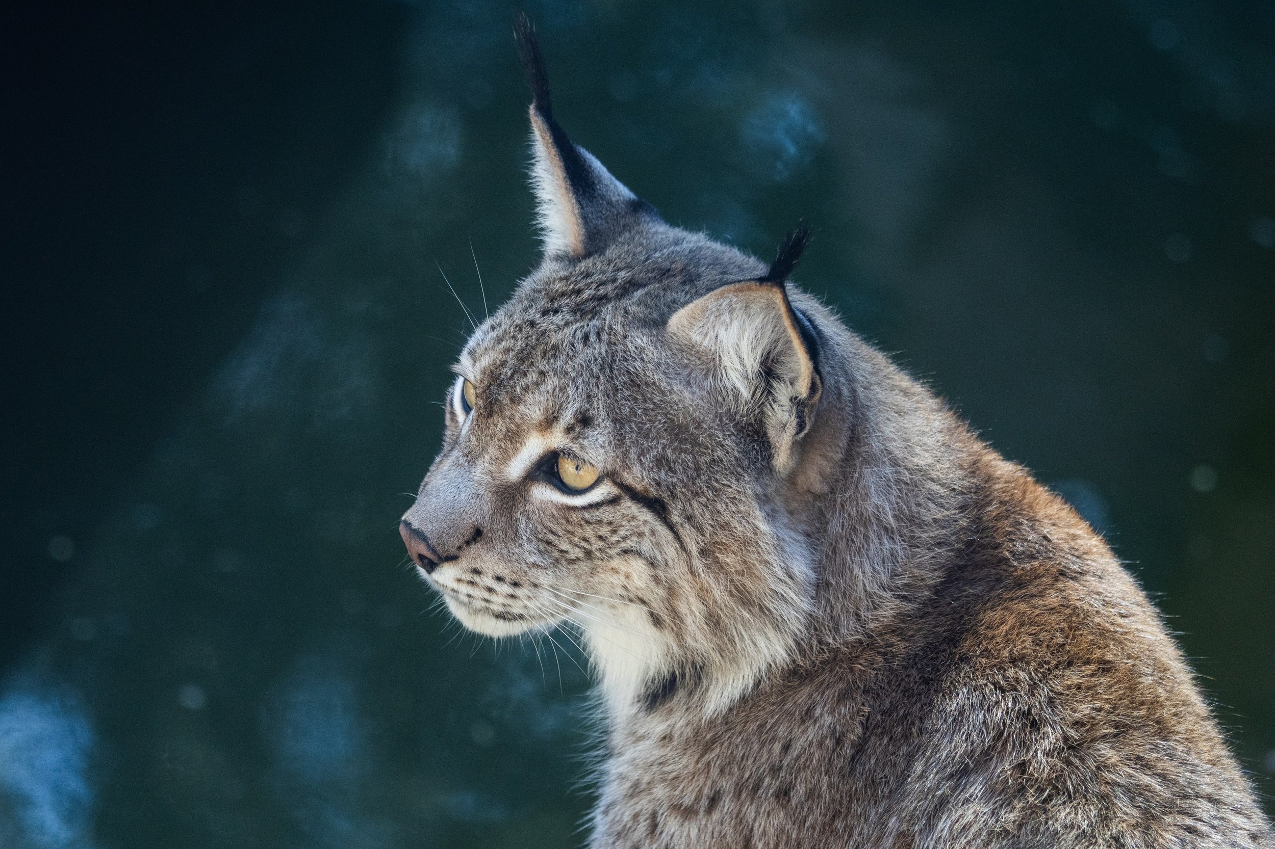 A close-up side profile of a Eurasian lynx with its alert ears and piercing yellow eyes, against a blurred dark background.