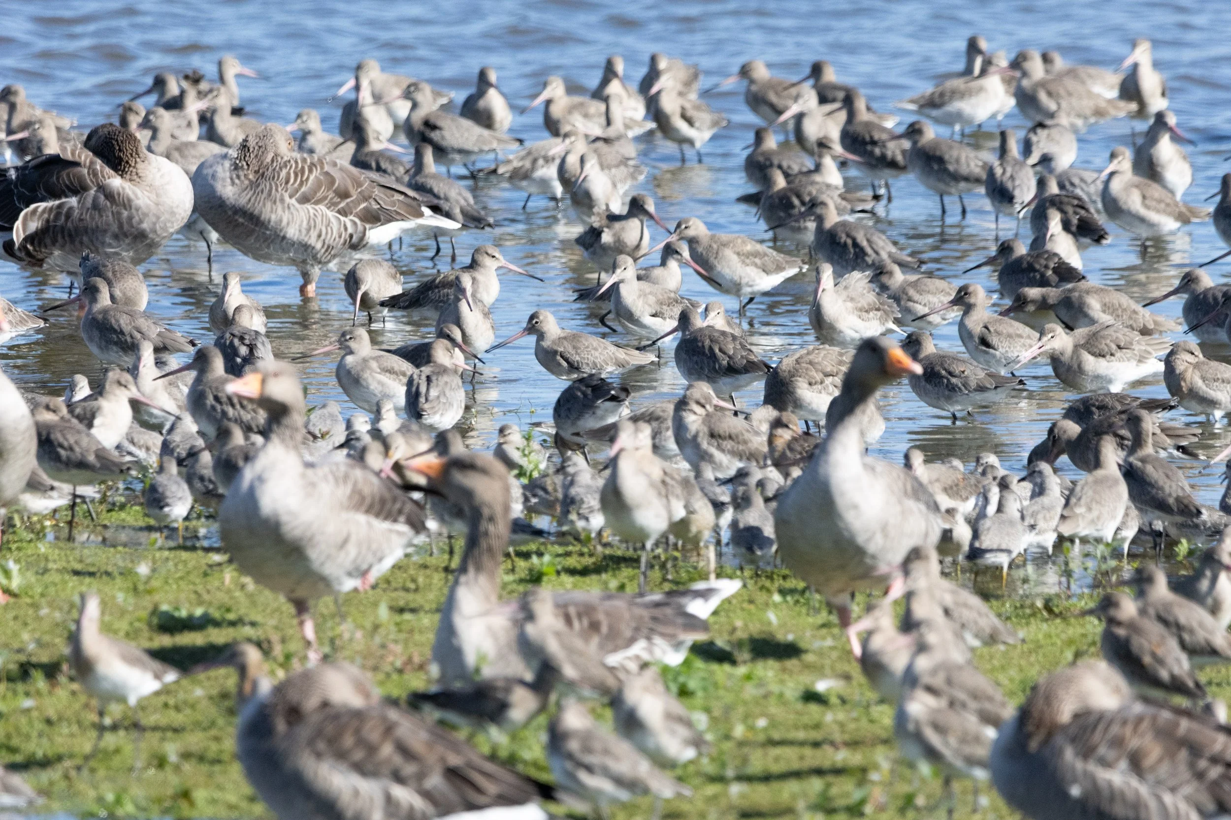 A large group of various sea birds, including sandpipers and ducks, gathered along the shoreline and in shallow water by a body of water.