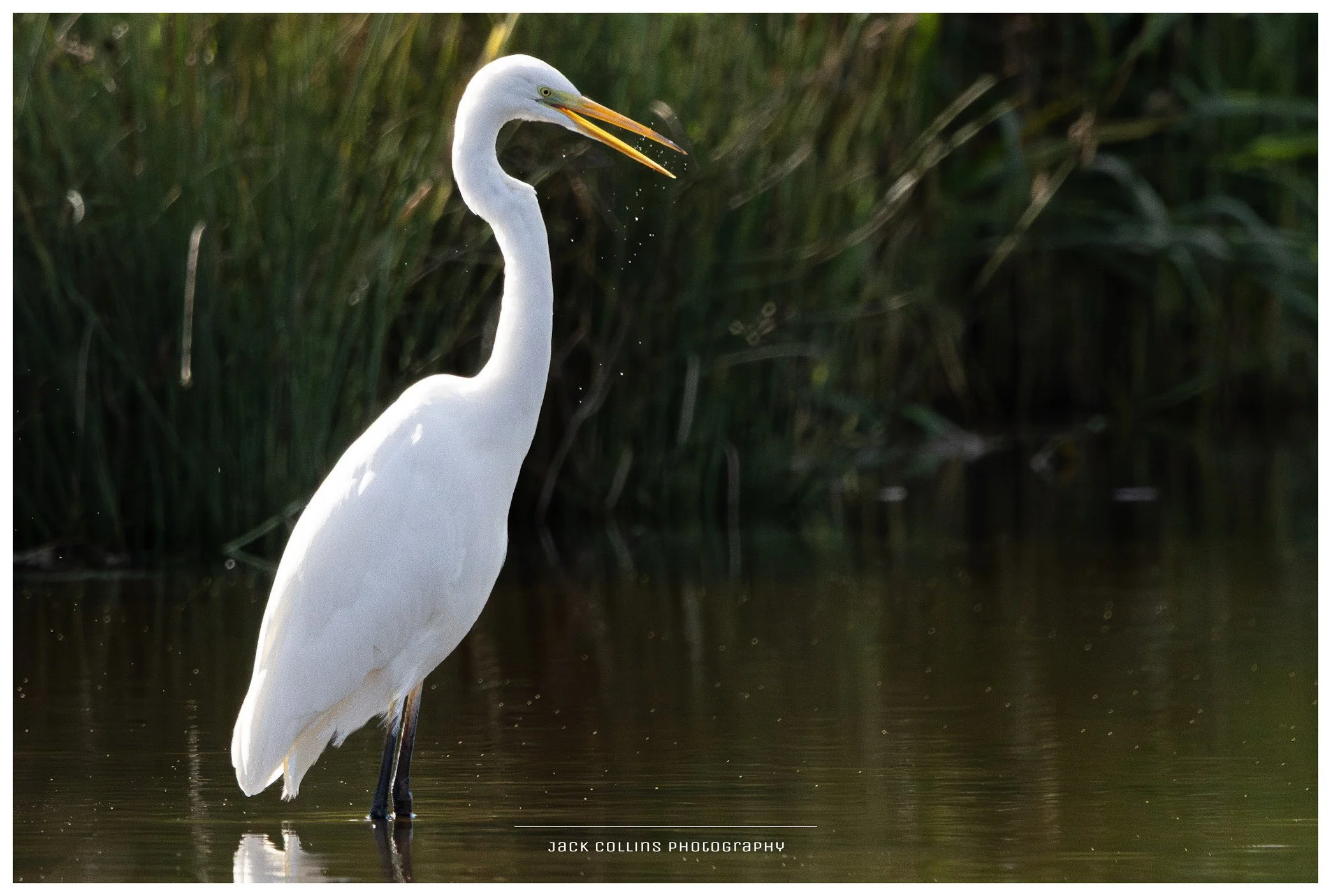 A white heron standing in water with tall grasses in the background.