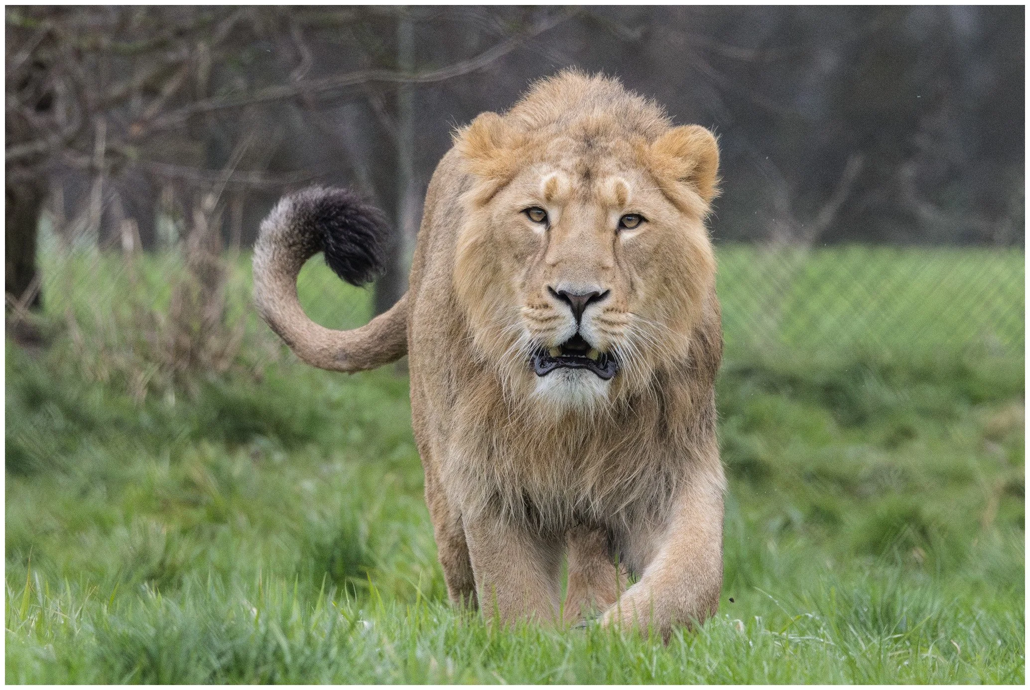 A lion walking on a grassy field with trees in the background.