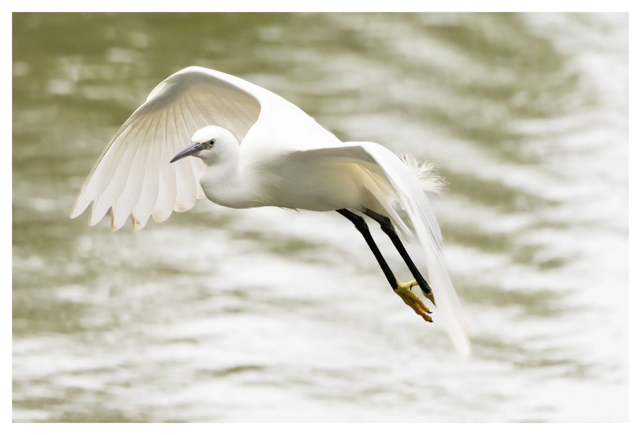A snowy egret in flight over water with its wings partially spread and legs extended downward.