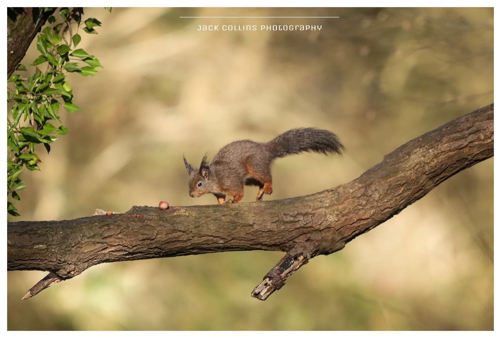 A squirrel on a tree branch with a blurred background, holding a nut in its paws.