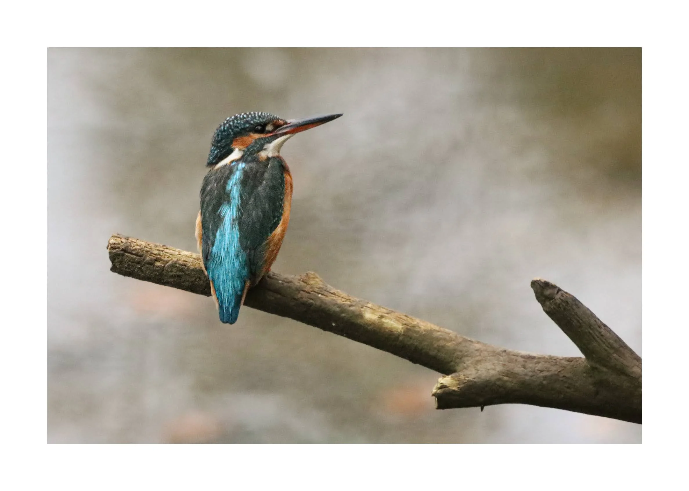 A colorful kingfisher bird perched on a diagonal tree branch, facing left with a blurred natural background.