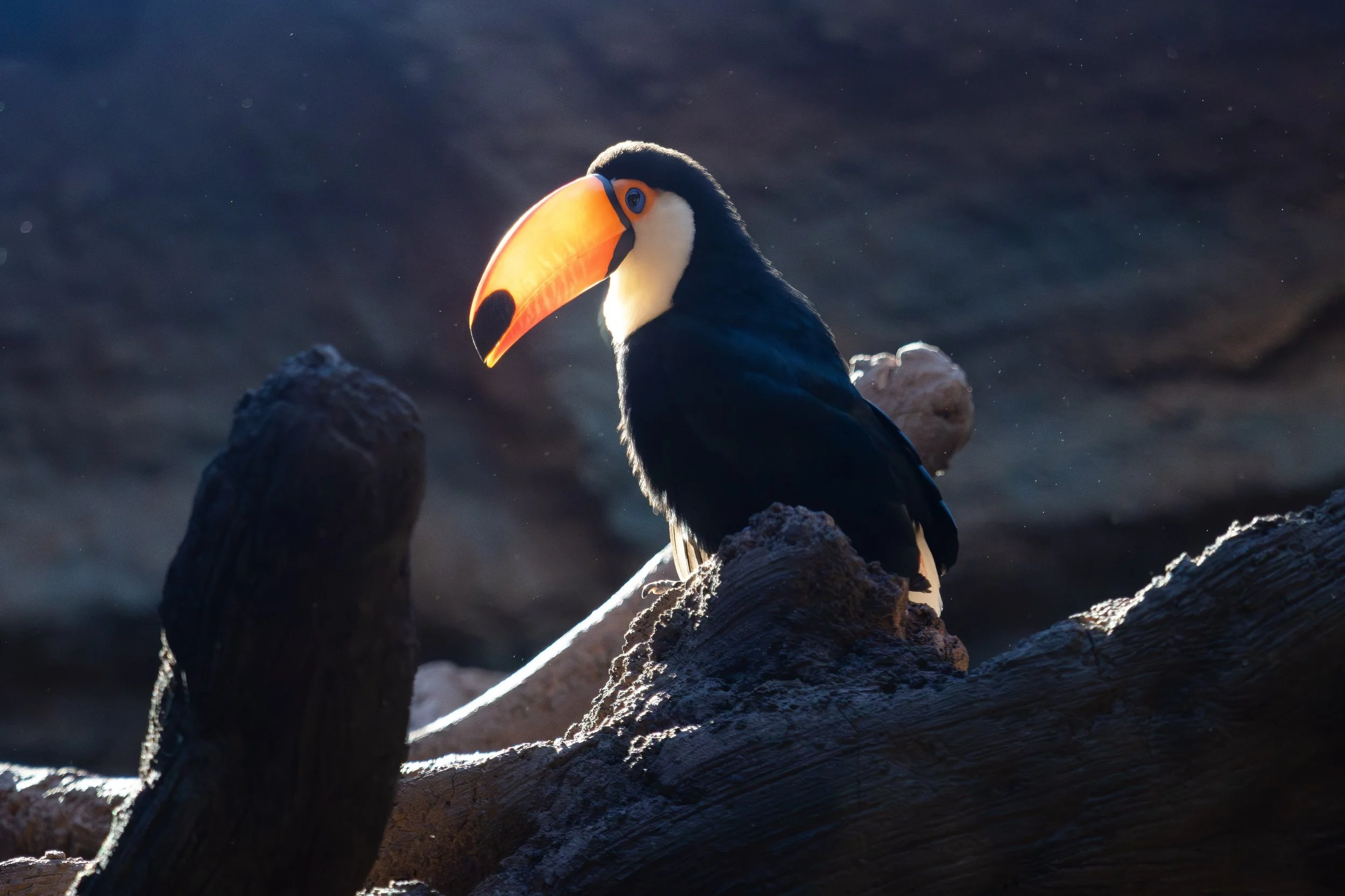 A toucan bird with a large orange beak perched on a dark log.