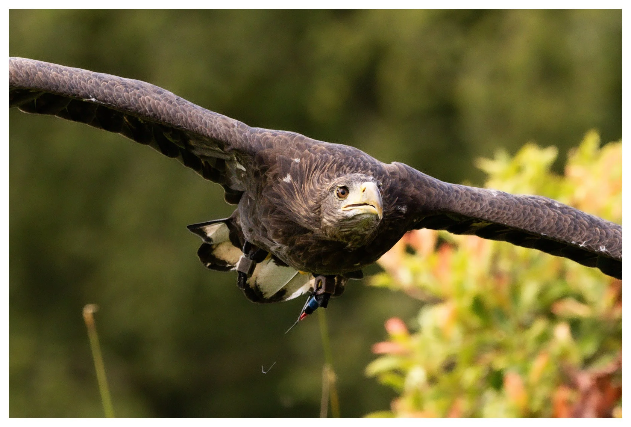 A bald eagle in flight with wings spread wide, flying low over vegetation, with a yellow beak and piercing eyes.