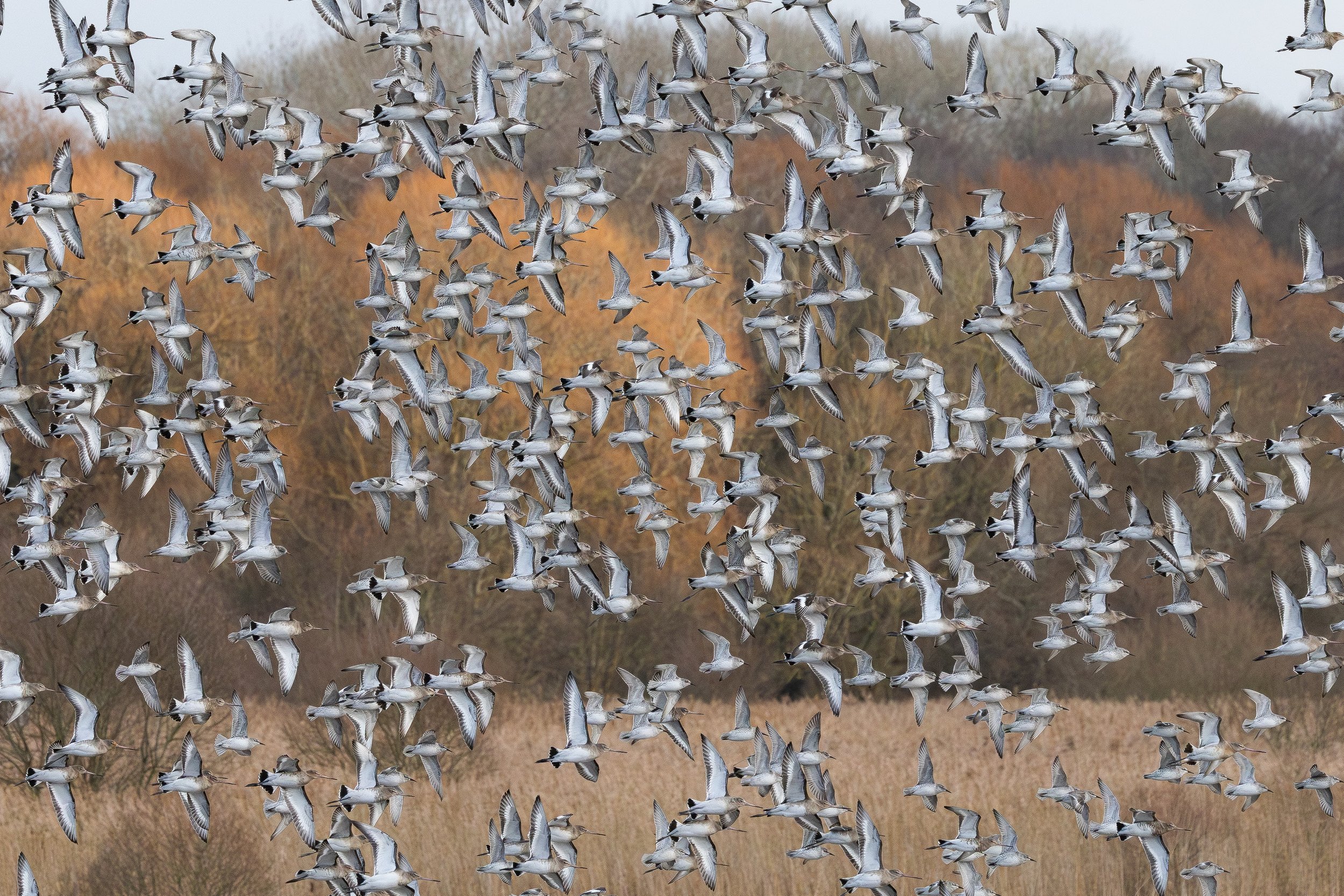 A large flock of shorebirds, likely sandpipers, flying over a marshland with brown grasses and trees in the background.