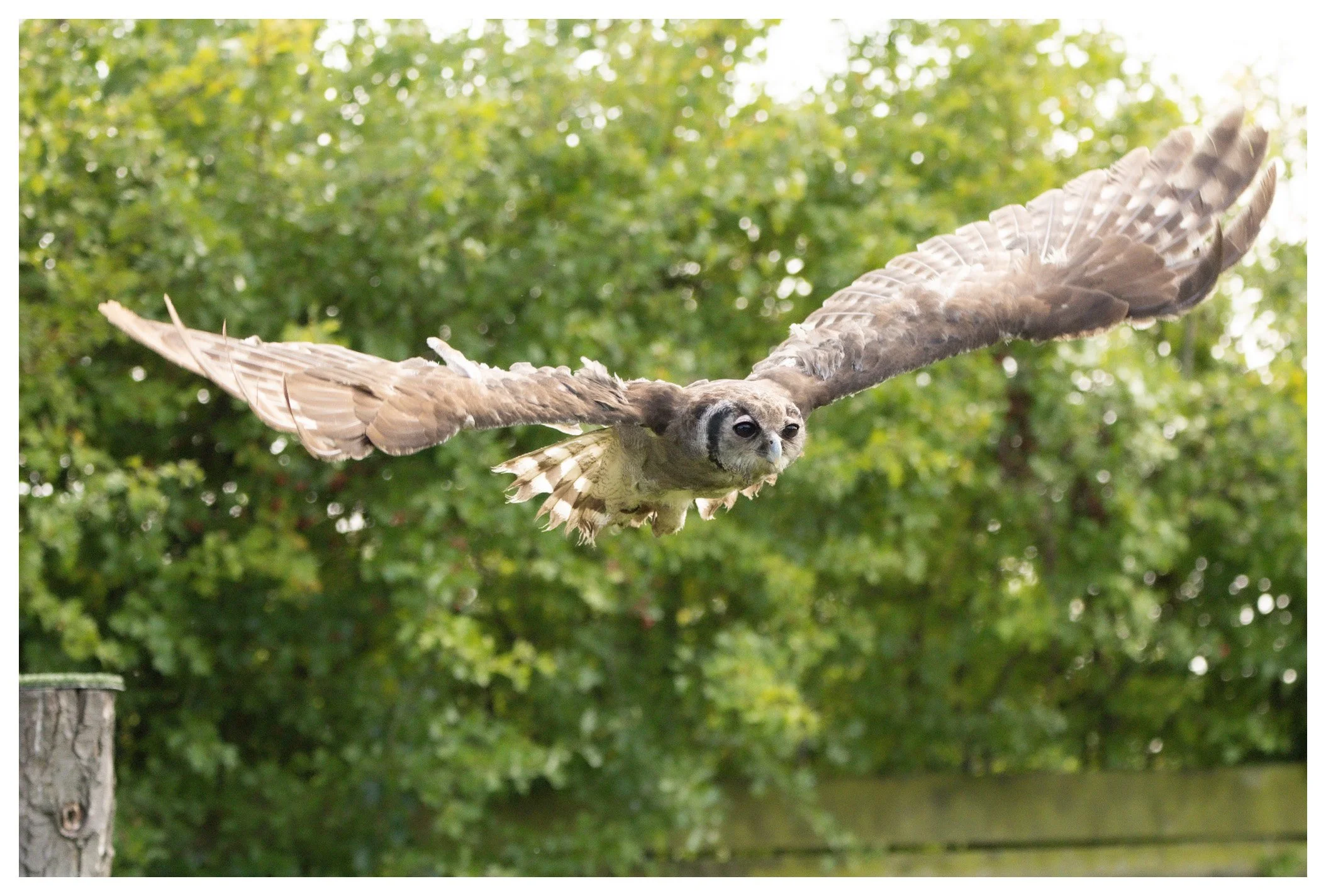 An owl with the body of a bird and a human face in flight in front of green trees.