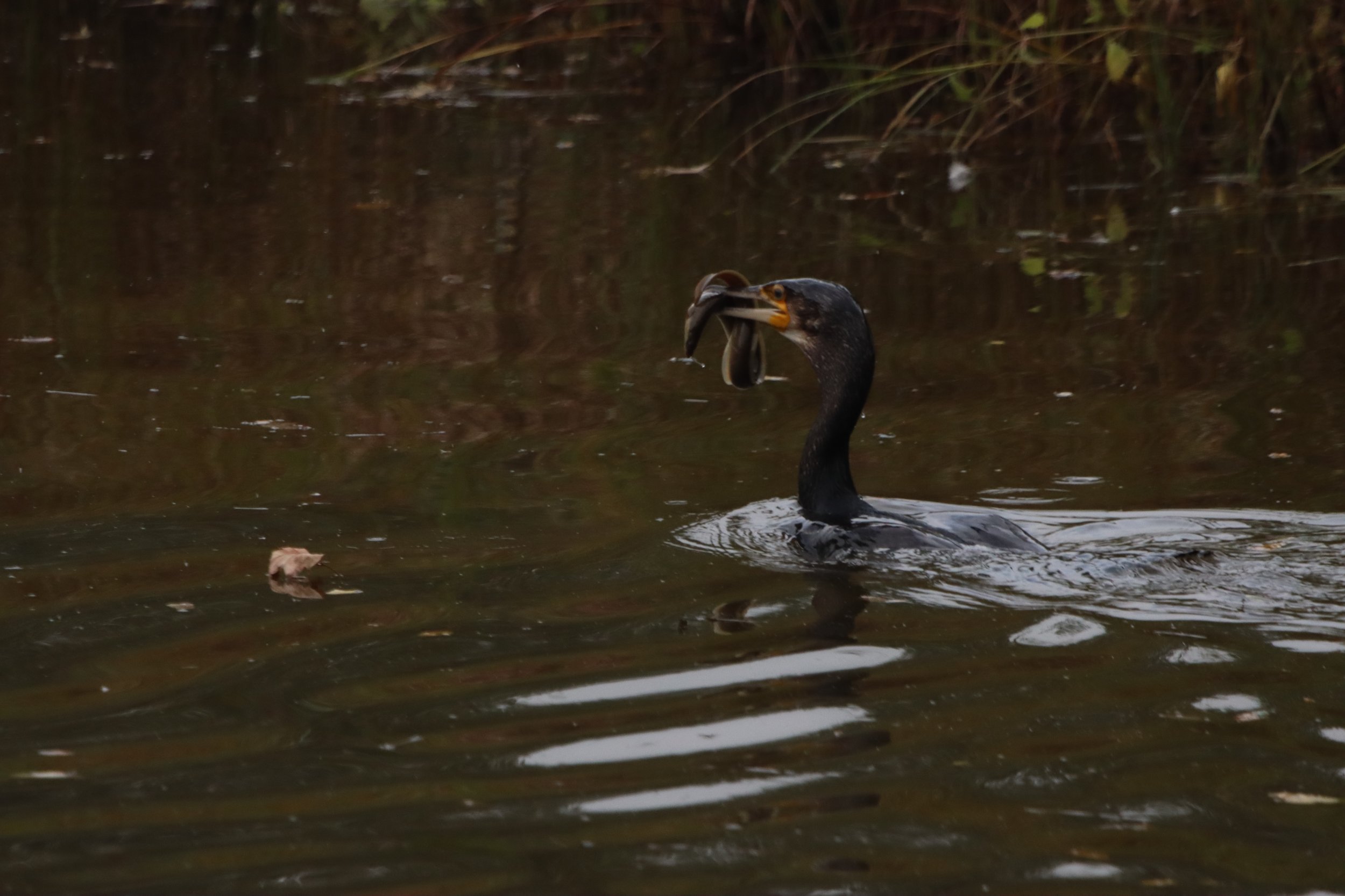 A black-footed duck in a pond catching a fish in its beak.