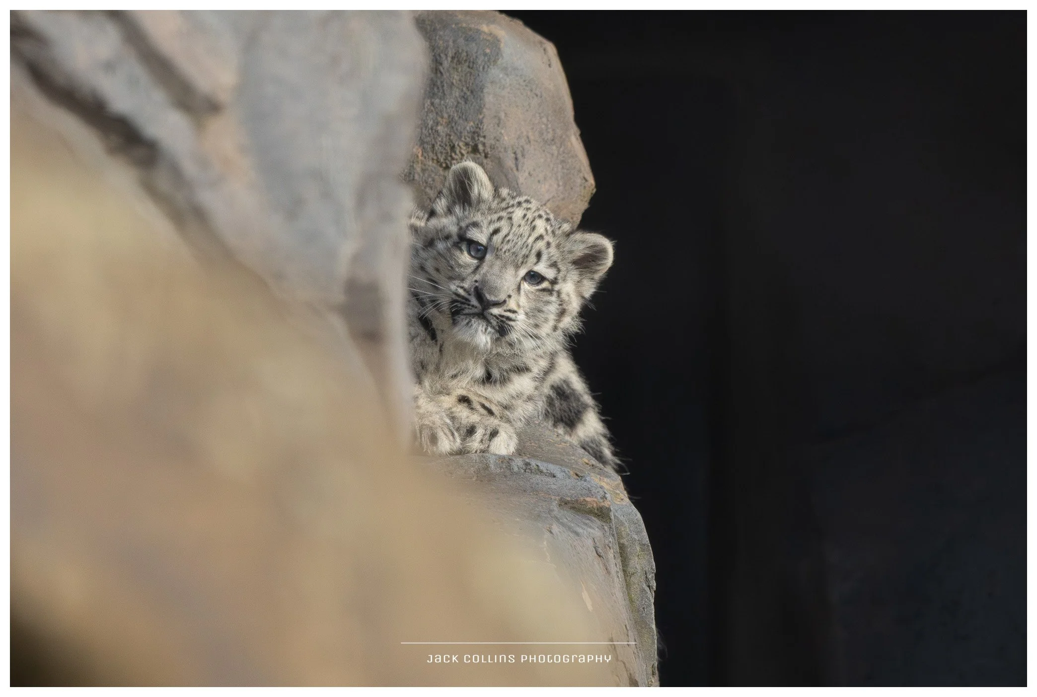 A young snow leopard cub lying on a rocky ledge, looking towards the camera with a curious expression.