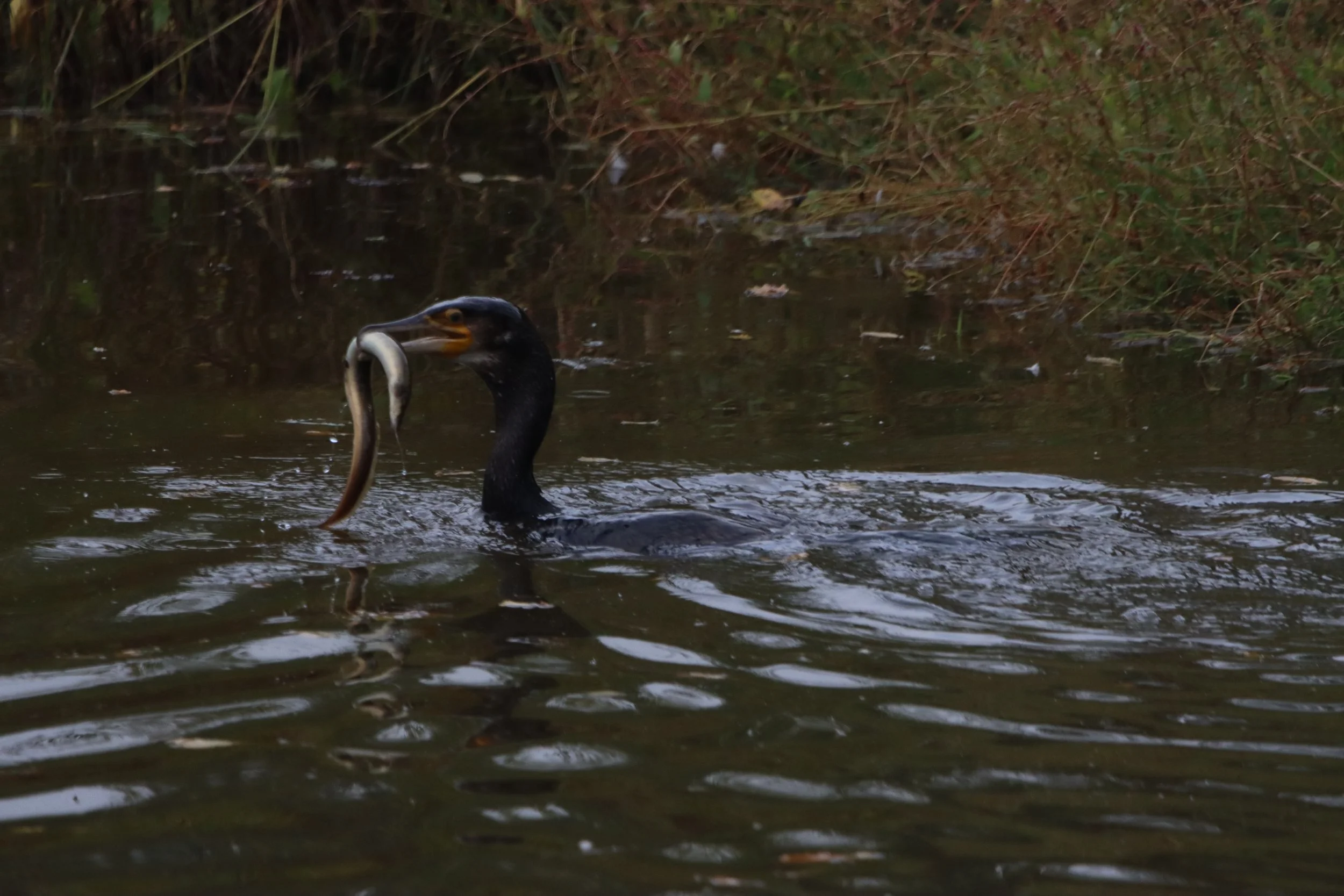 A black cormorant bird swimming in a body of water, catching a fish in its beak.