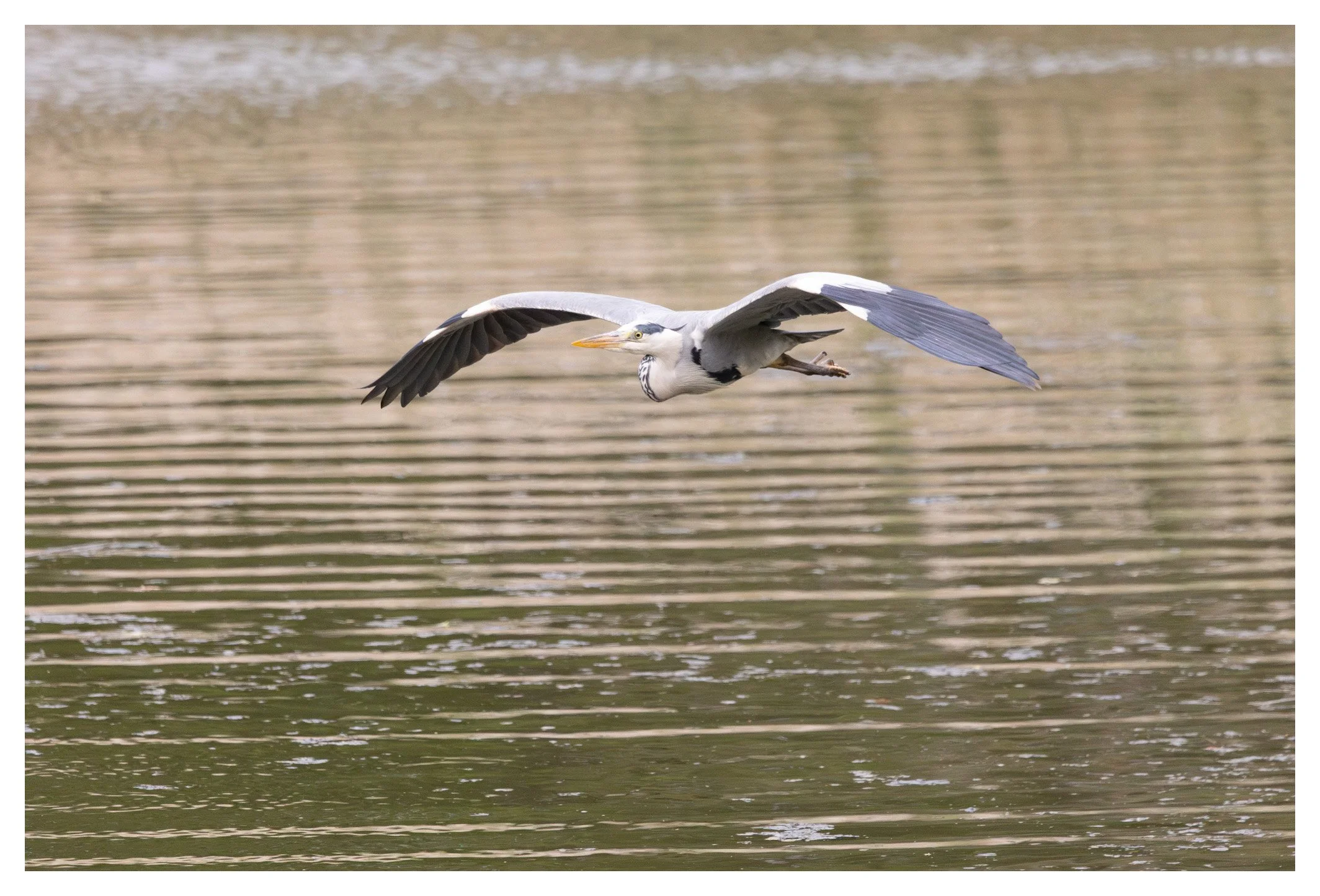A heron flying over a body of water with ripples.
