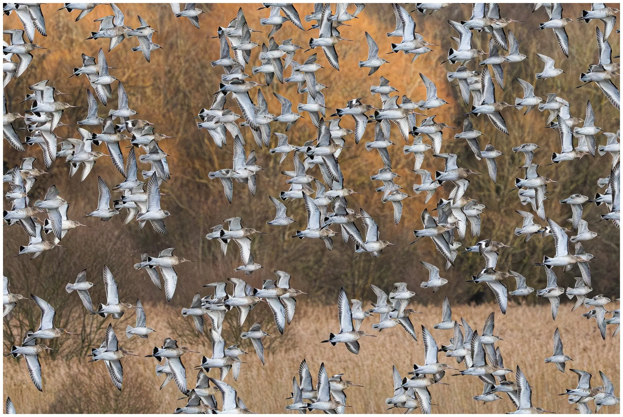 A large flock of migrating birds flying over a landscape of trees and dry grass during autumn.