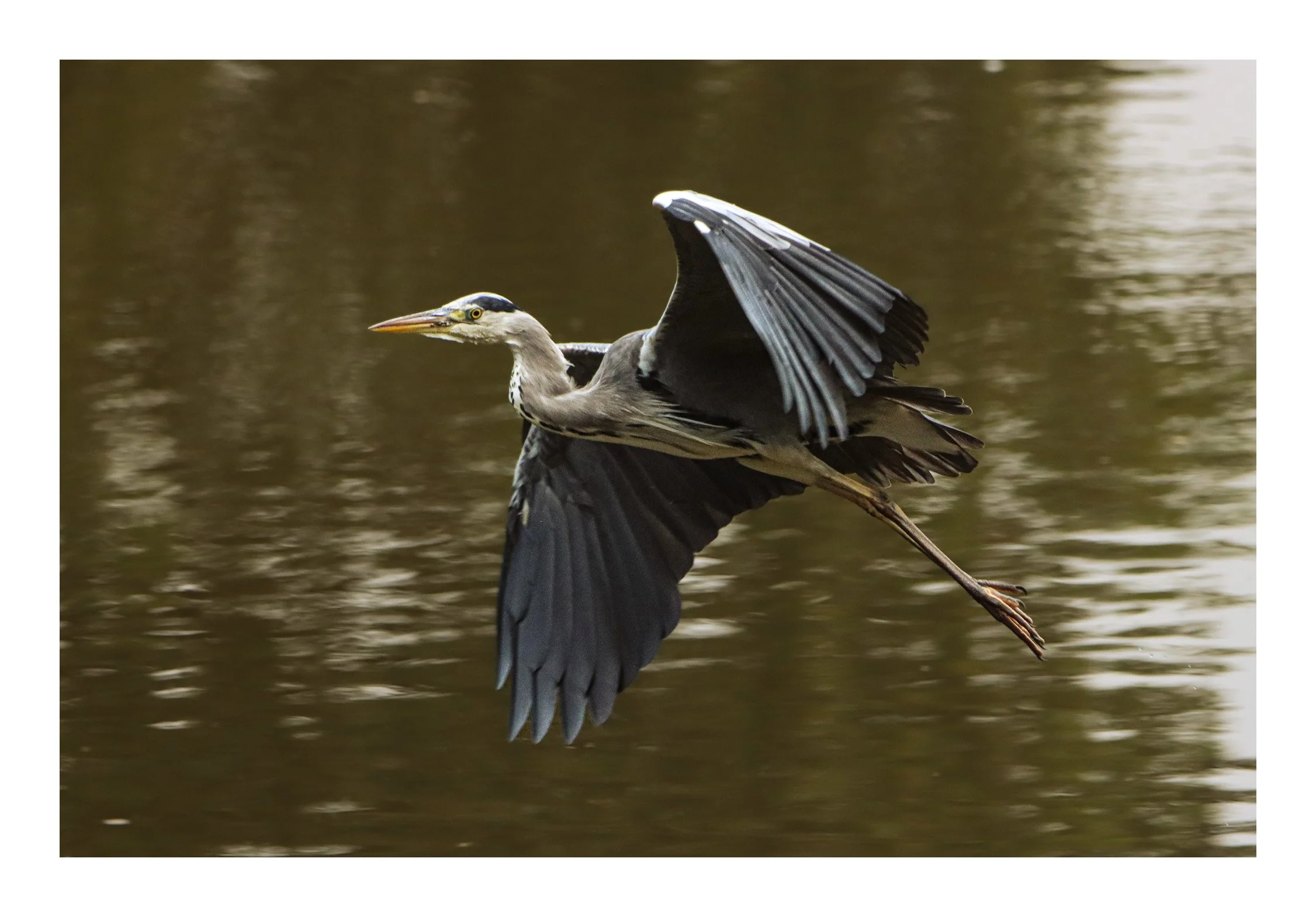 A heron flying over water with its wings spread wide.