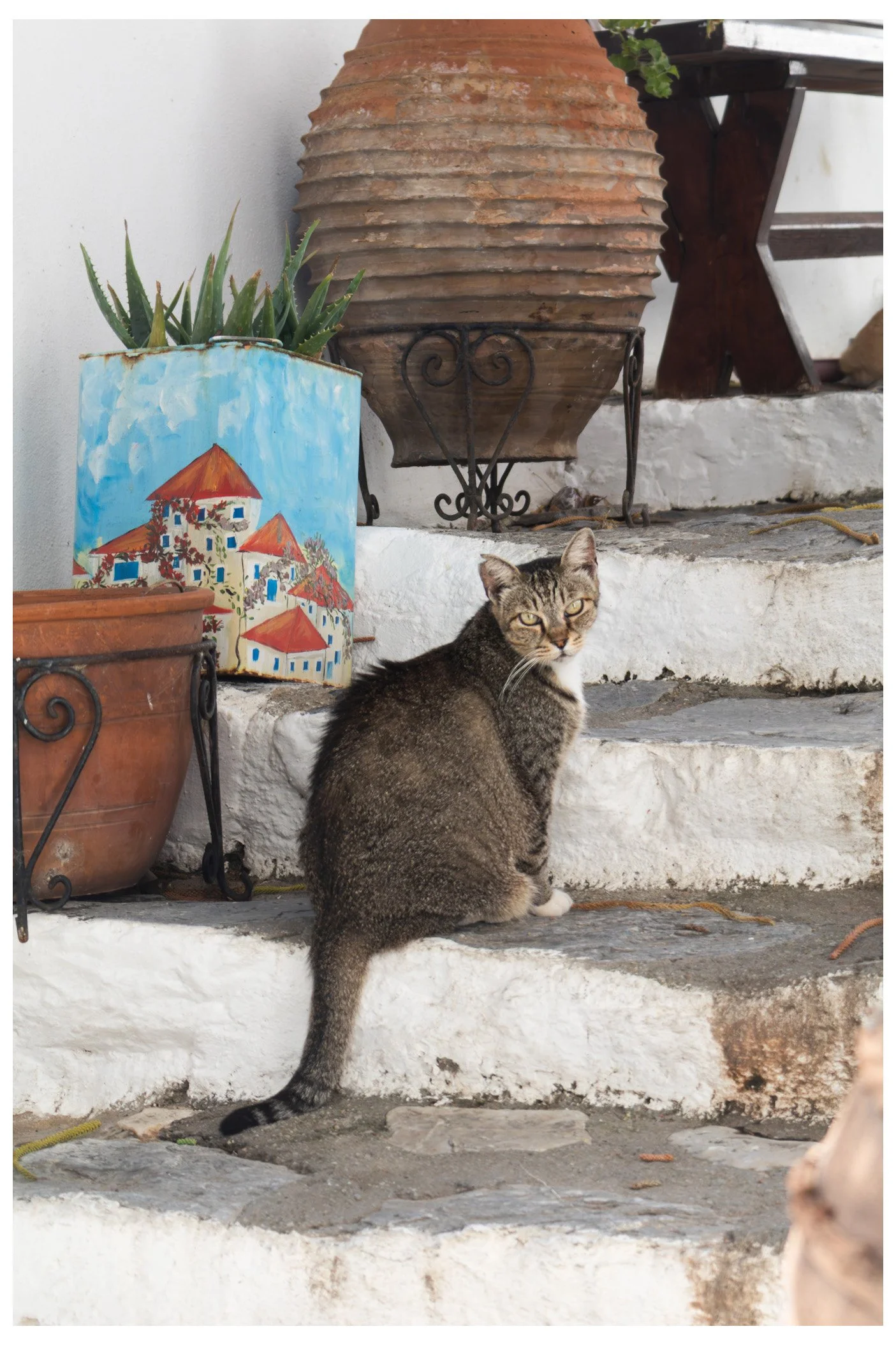 A tabby cat sitting on white stone steps beside potted plants and decorative items, including a painted ceramic pot and a large brown vase.