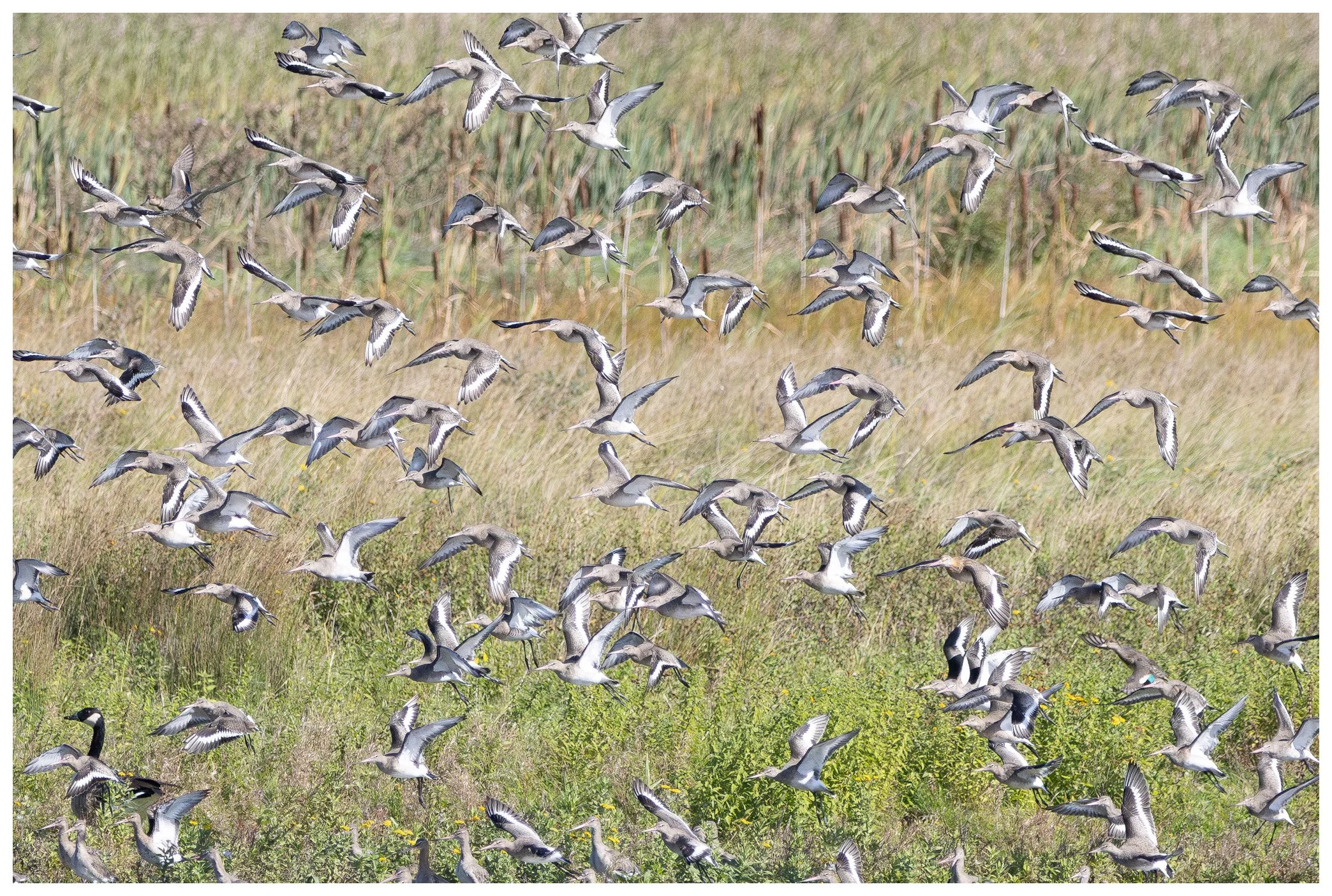 A large flock of birds flying over a grassy field with wheat plants in the background.