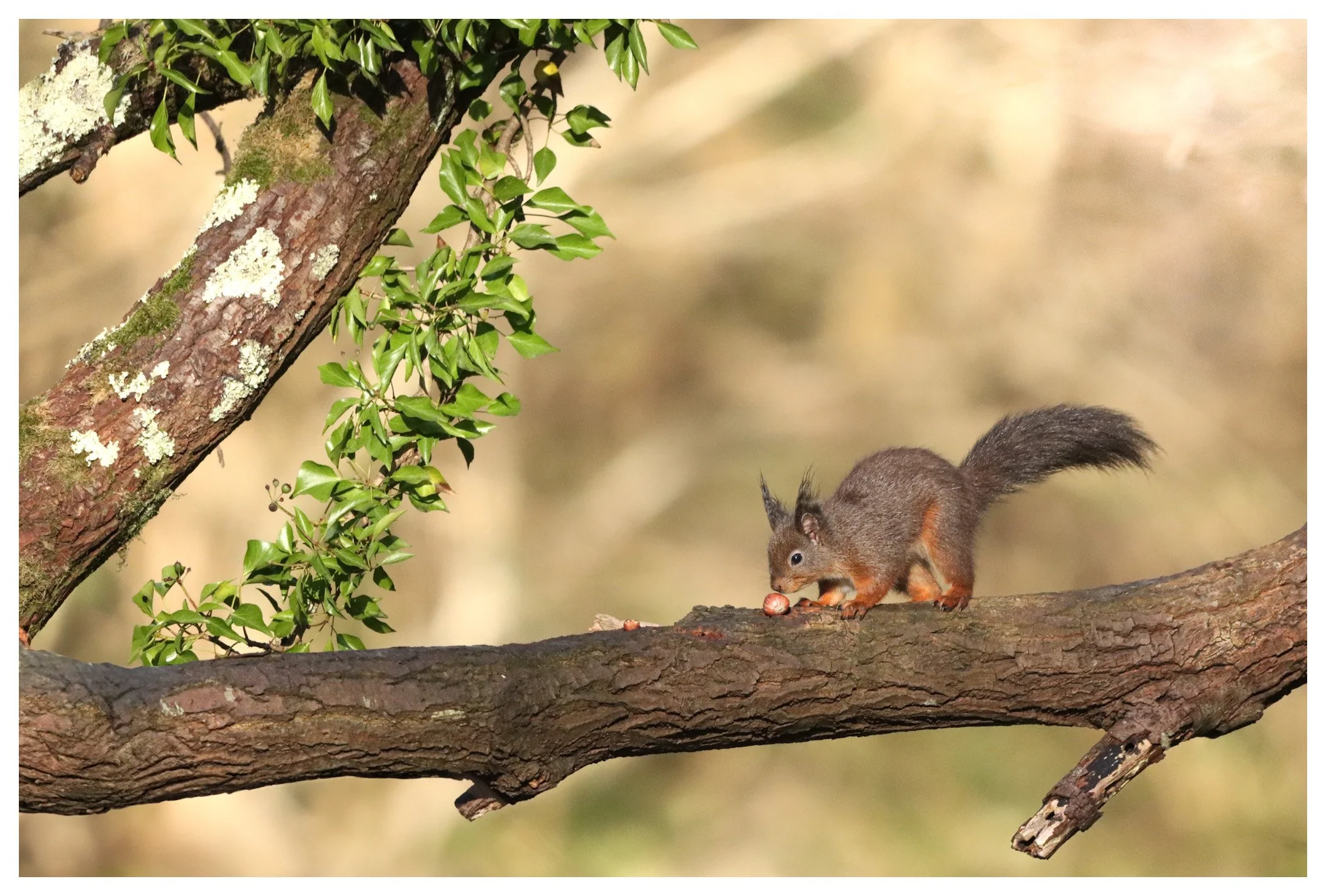A squirrel on a tree branch holding a nut in its paws near a green leafy branch against a blurred background.