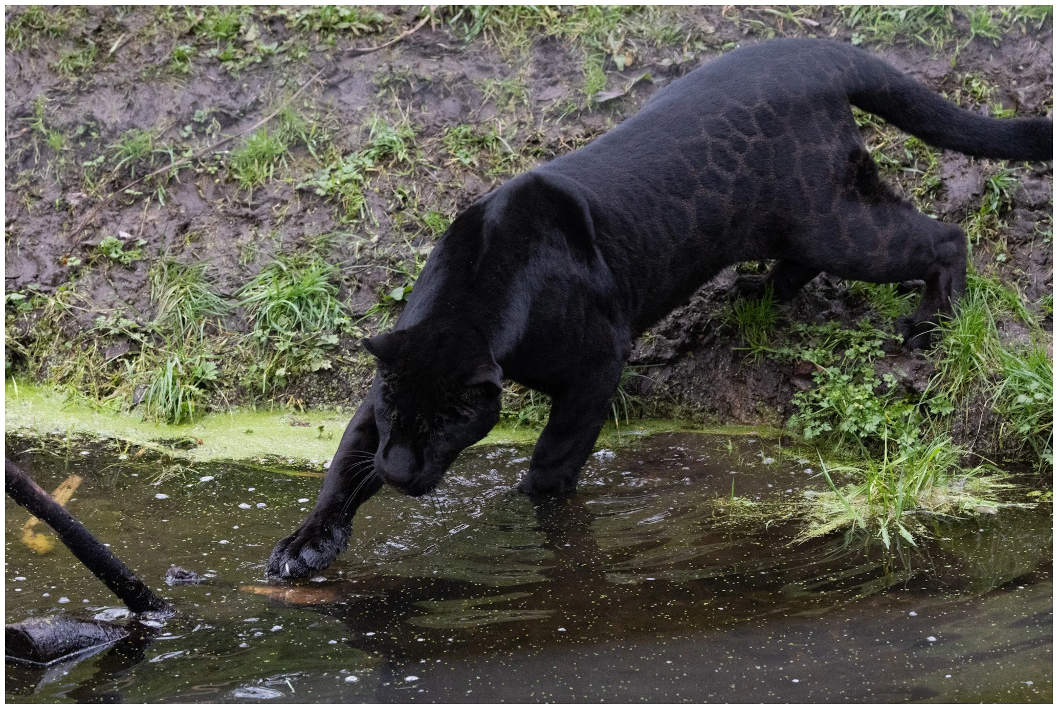 A black panther wading into a pond with muddy banks and green algae on the water surface.