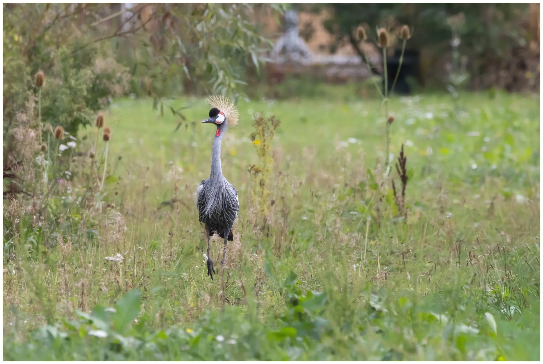 A bird with a long neck and a colorful crest standing in a grassy area with plants and shrubs.