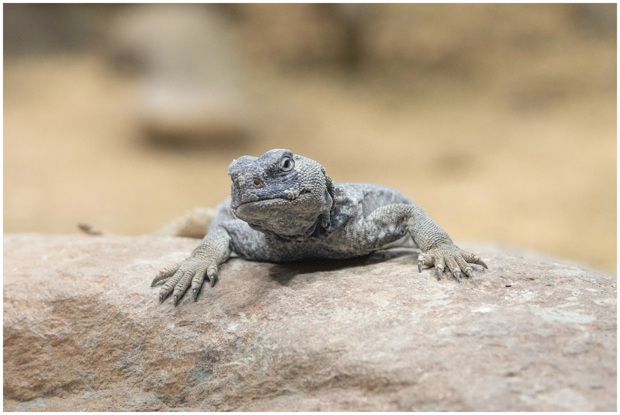 A close-up of a grey lizard with a broad body and rough skin, resting on a large rock with a blurred sandy background.