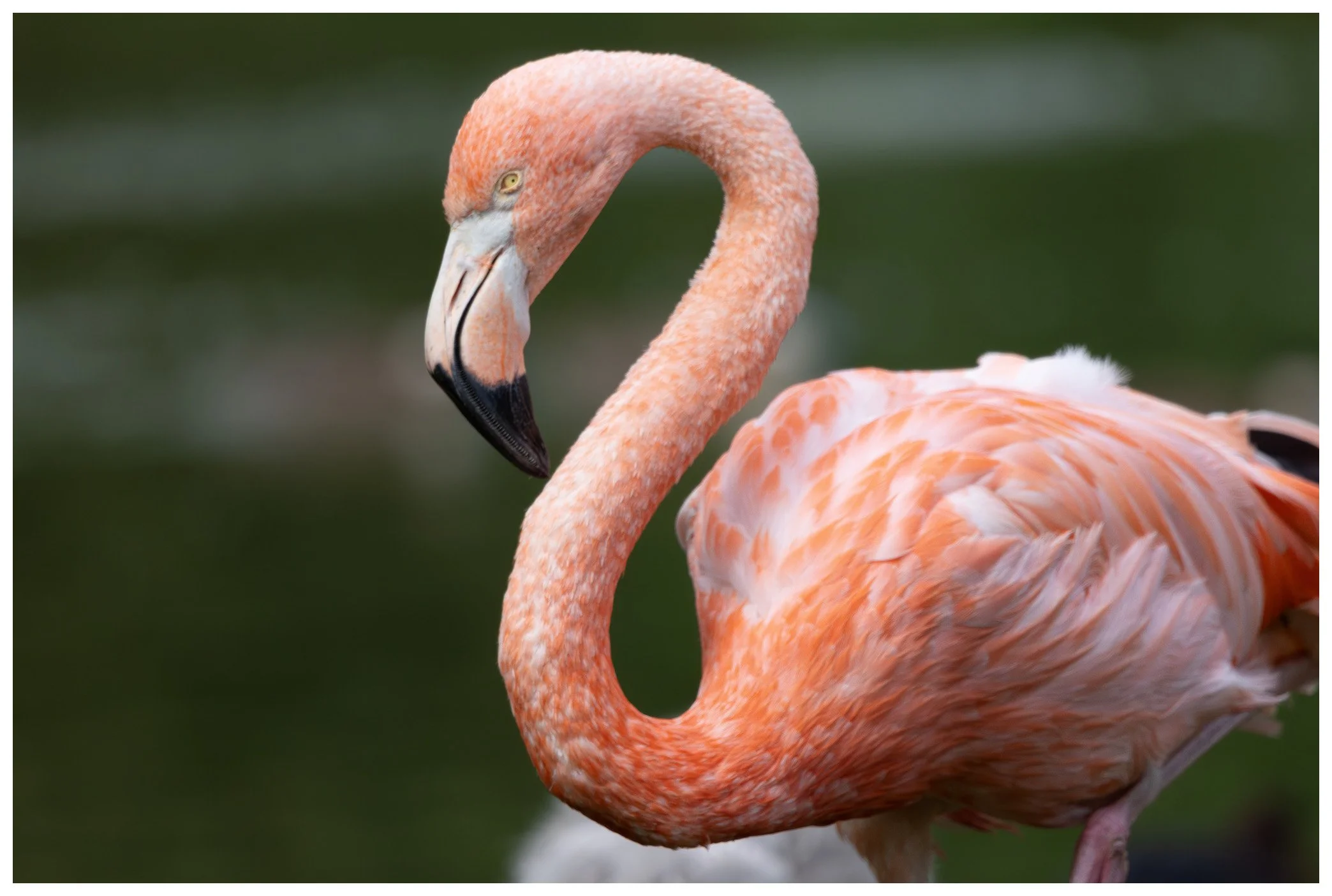 Close-up of a pink flamingo with its head turned downward, standing on one leg against a blurred green background.