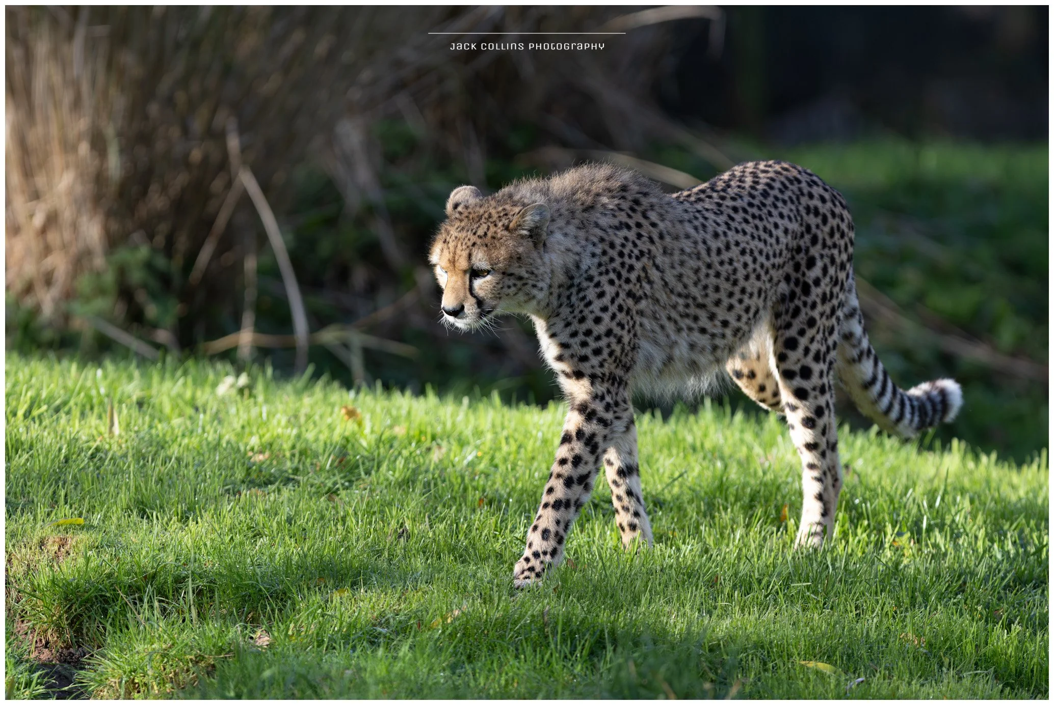 A cheetah walking on green grass in a natural habitat, with dense foliage in the background.