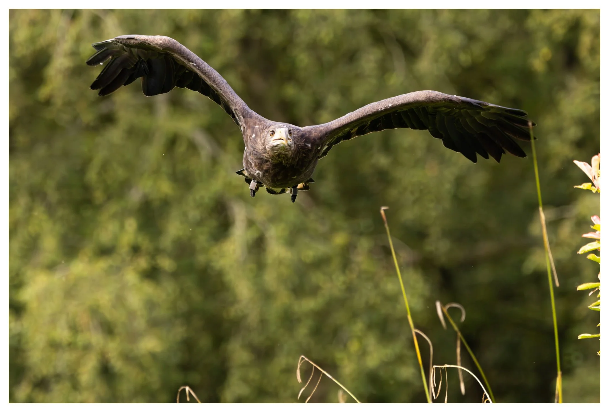 A large bird of prey, likely a hawk or eagle, flying low over tall grass or reeds in a natural setting.