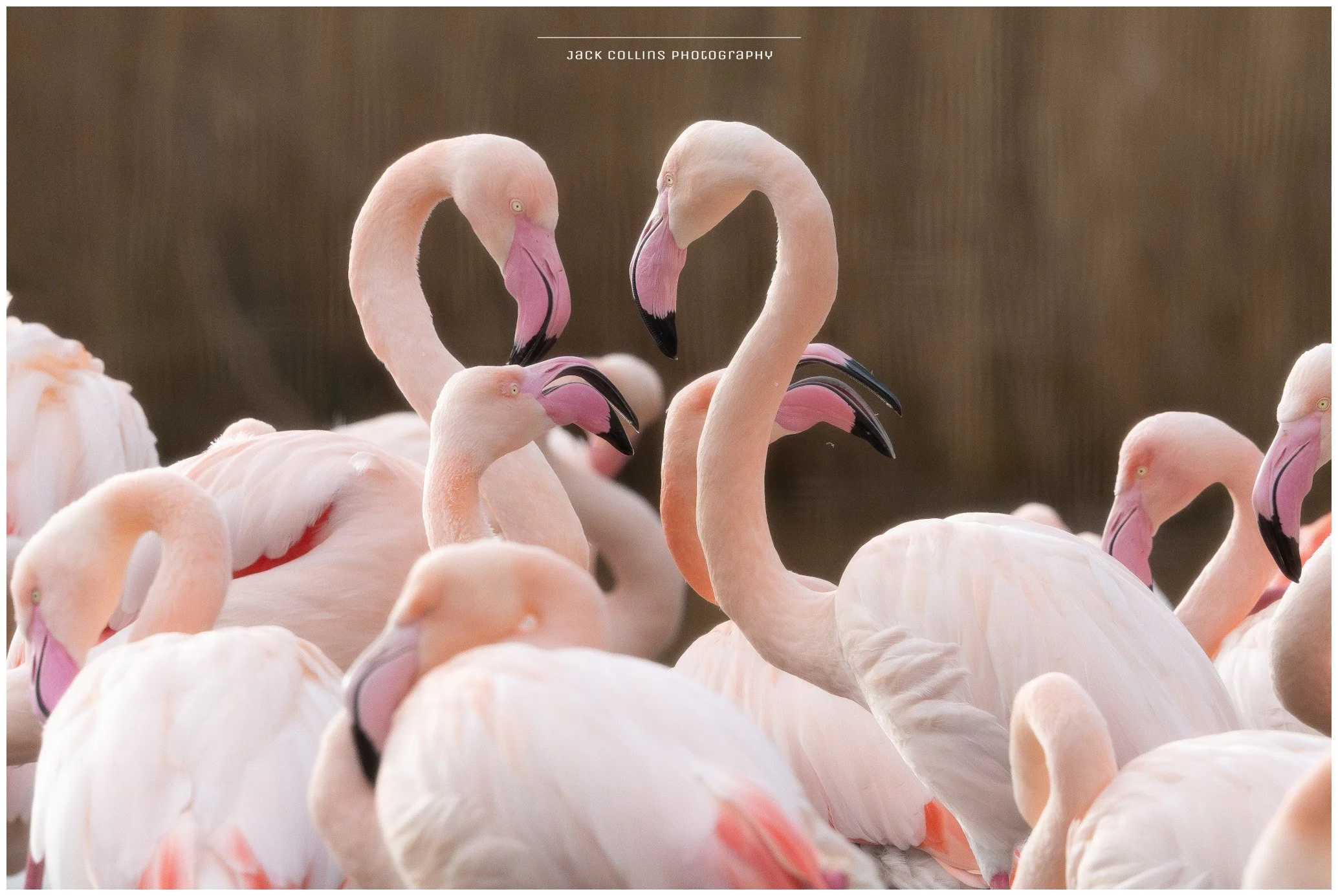 A group of pink flamingos gathered together, with some forming heart shapes with their curved necks.